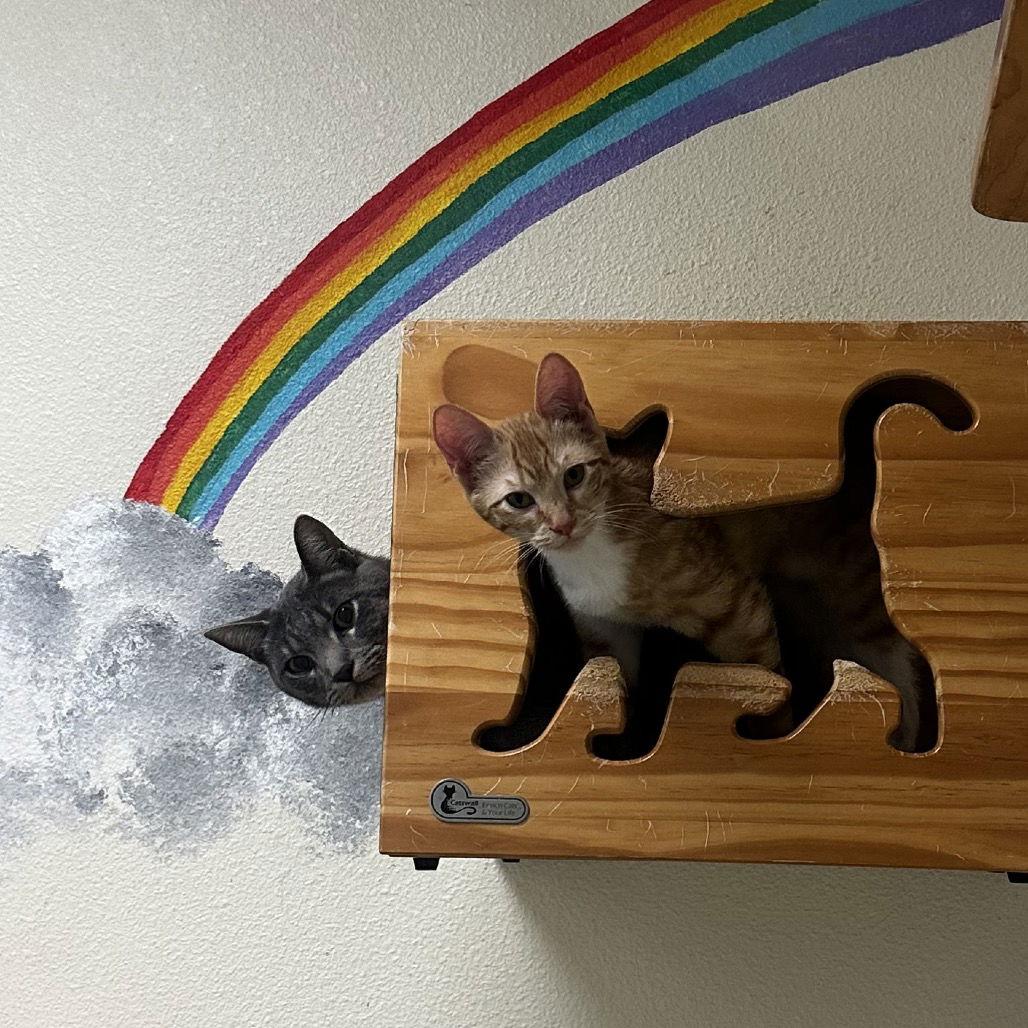 Minty & Koi, Adoptable, Young Male Domestic Short Hair.