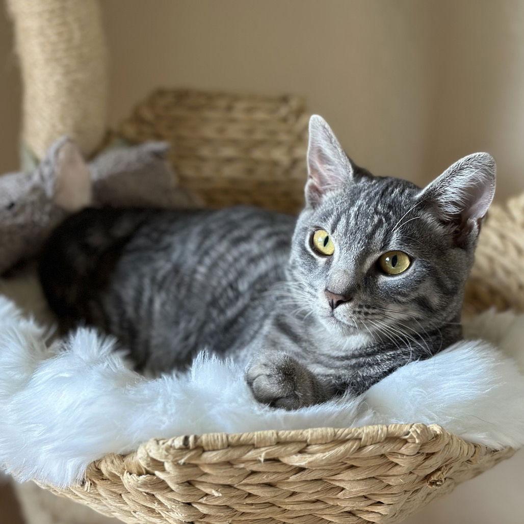 Minty & Koi, a Adoptable Domestic Short Hair in Rohnert Park, CA image 2/3