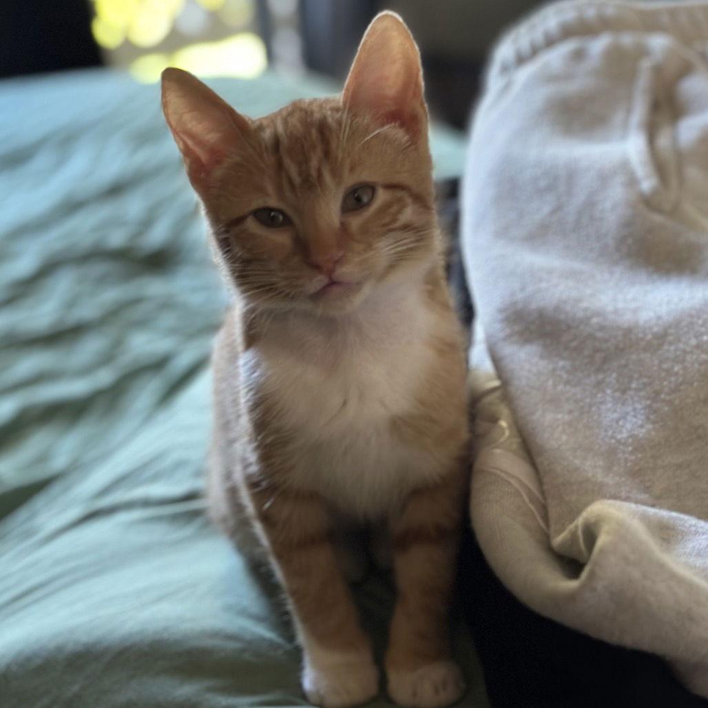 Minty & Koi, a Adoptable Domestic Short Hair in Rohnert Park, CA image 3/3