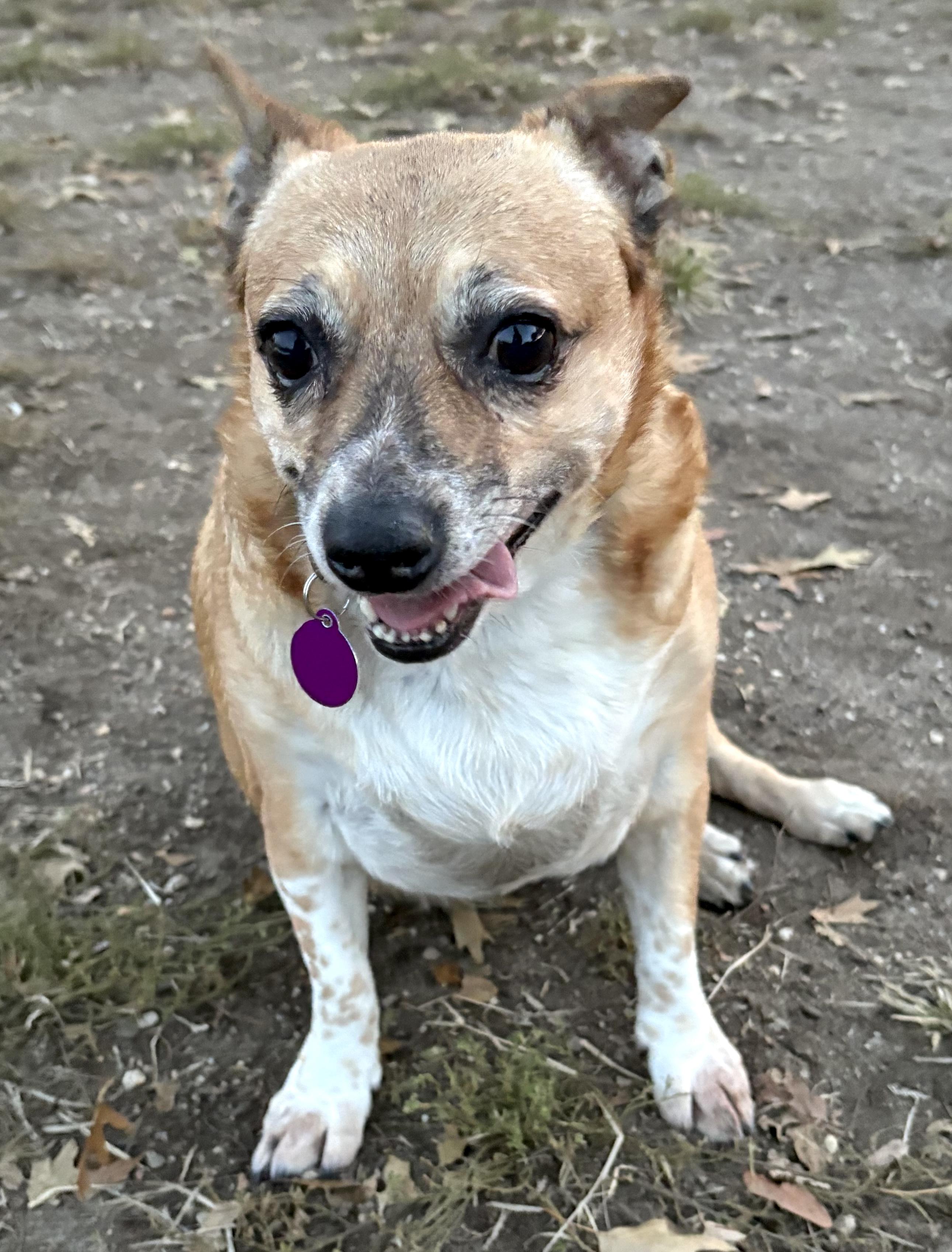 Enlarge Fanny, a Adoptable mixed breed in Brooklyn, NY image 4/5