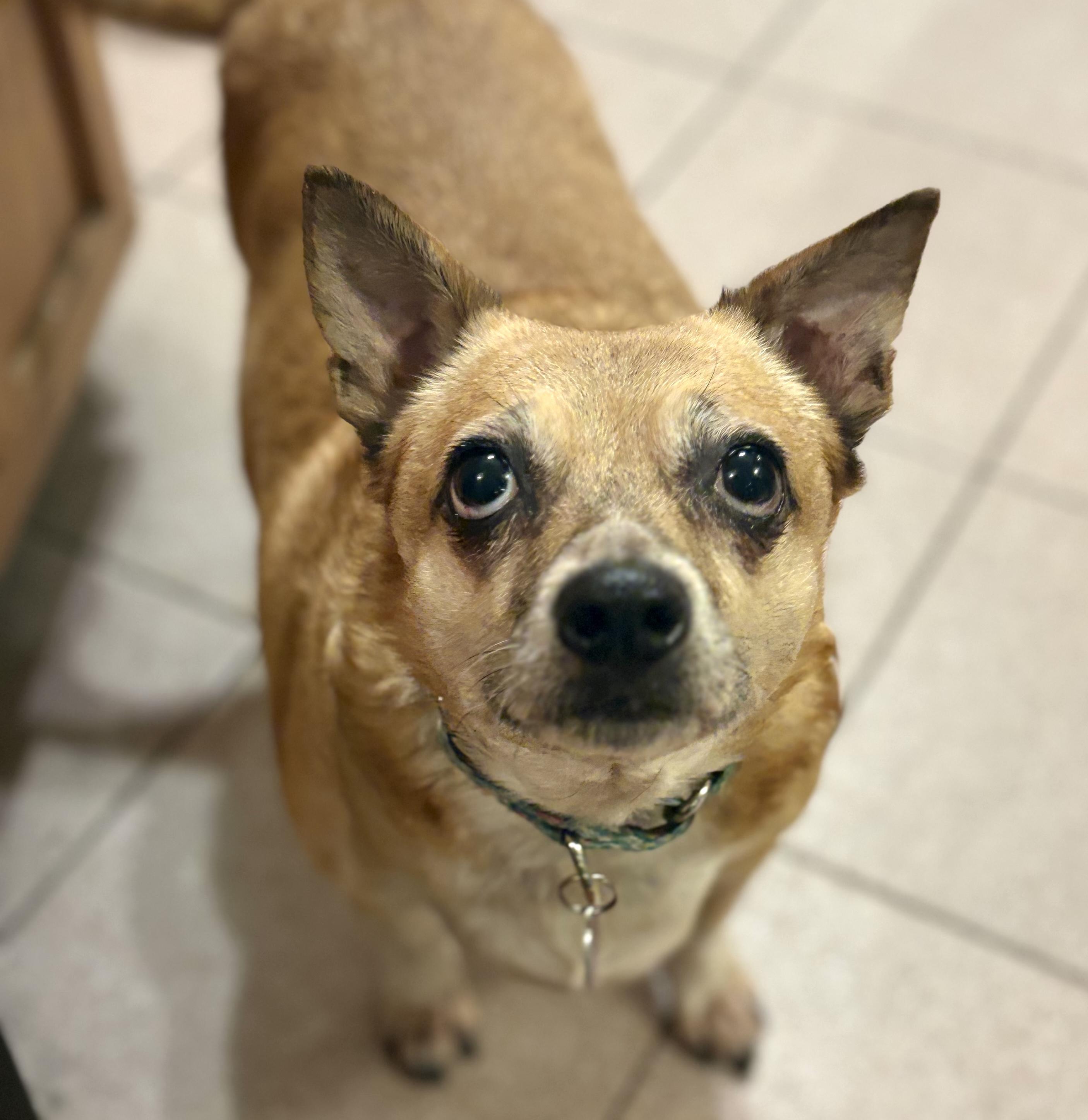 Enlarge Fanny, a Adoptable mixed breed in Brooklyn, NY image 5/5