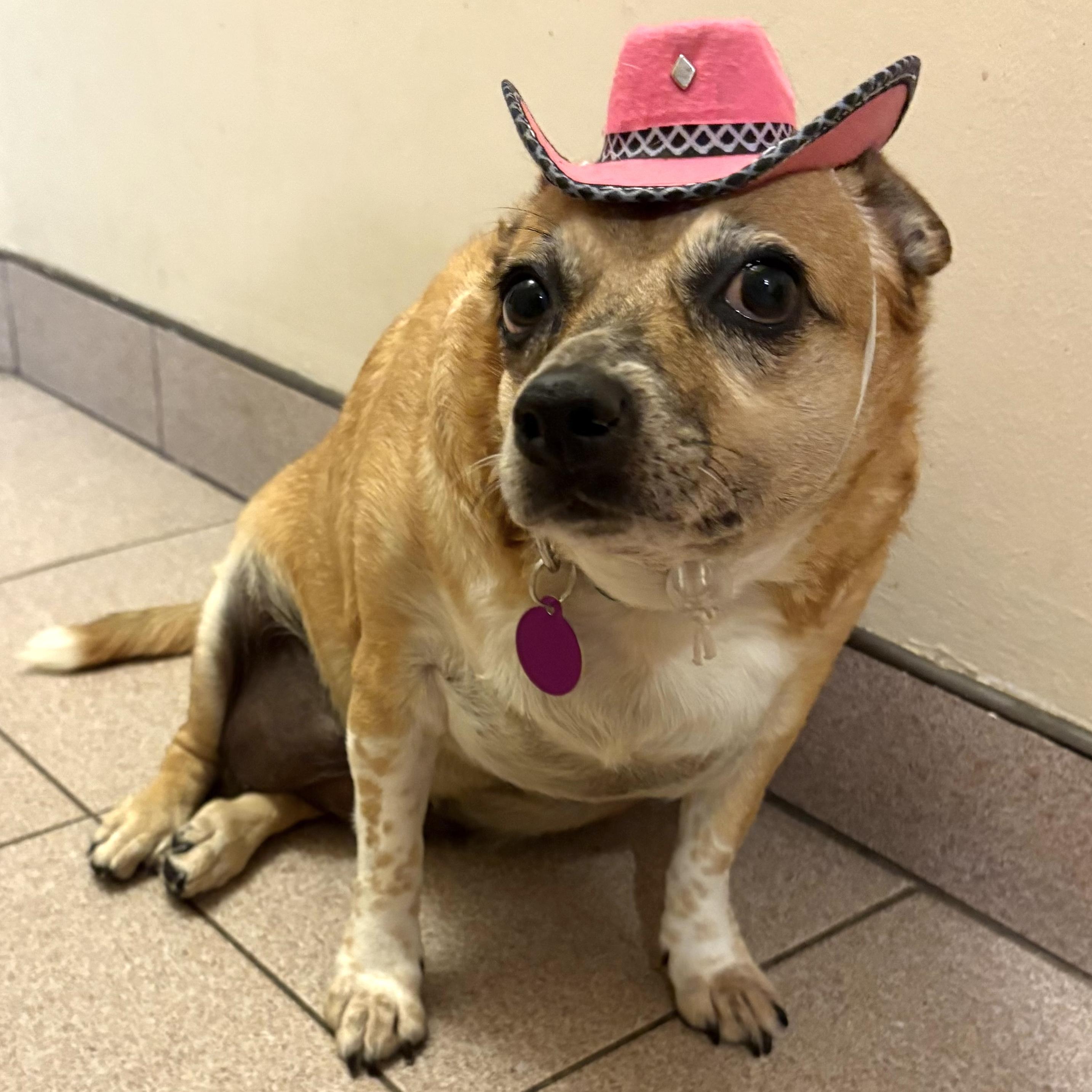 Enlarge Fanny, a Adoptable mixed breed in Brooklyn, NY image 3/5