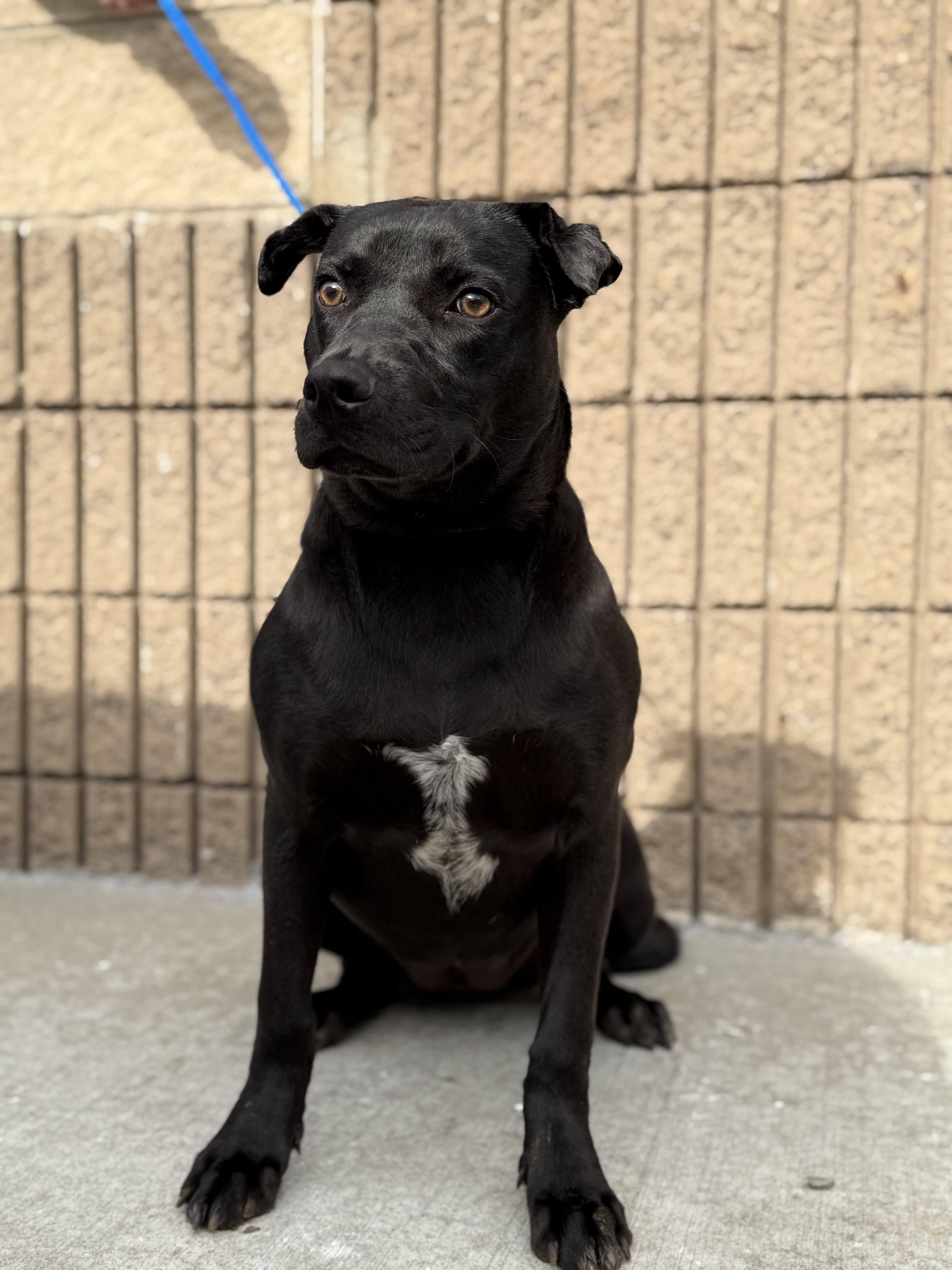 Astrid, a Adoptable mixed breed in Blue Springs, MO image 2/2