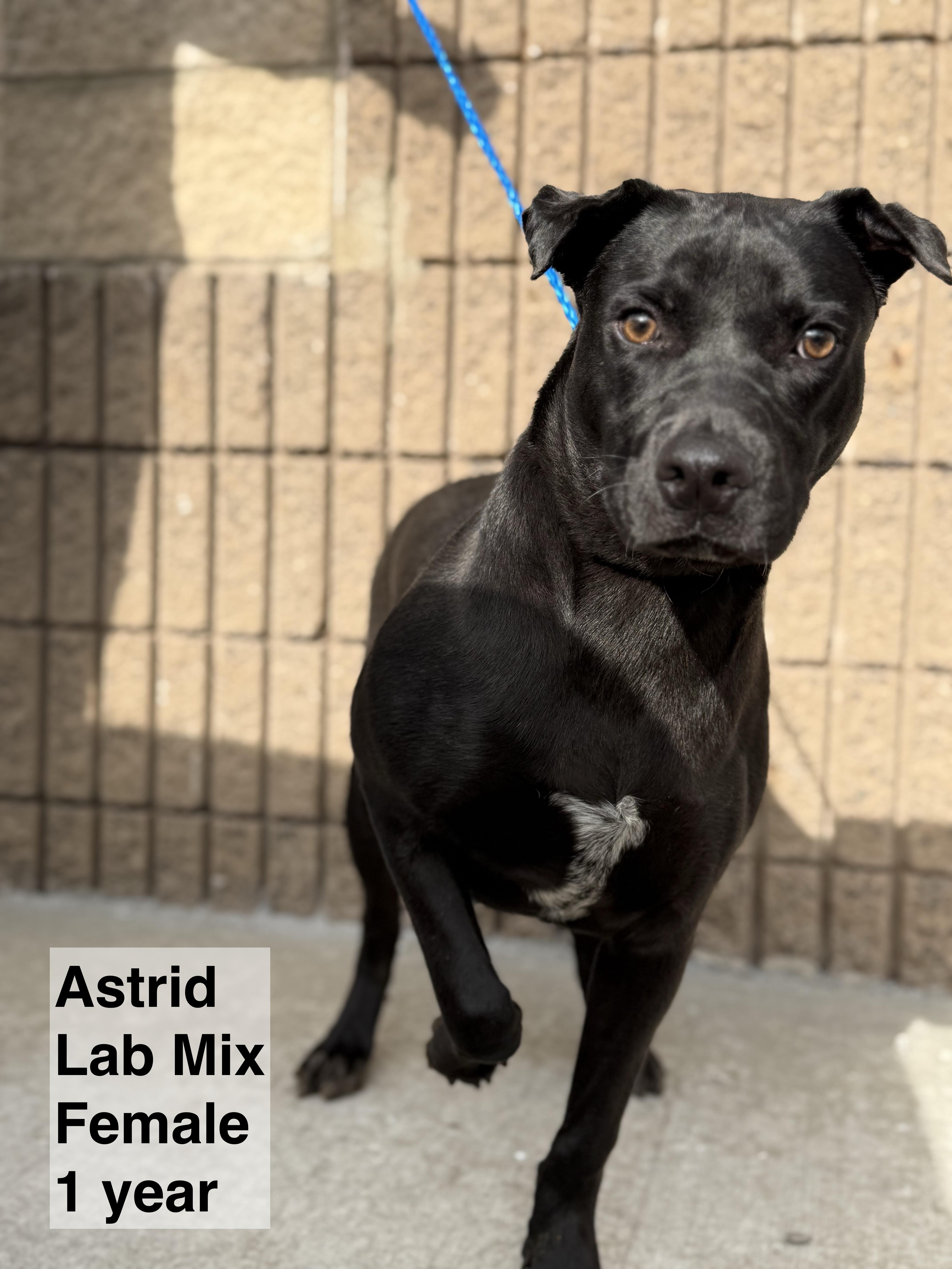Astrid, a Adoptable mixed breed in Blue Springs, MO image 1/2