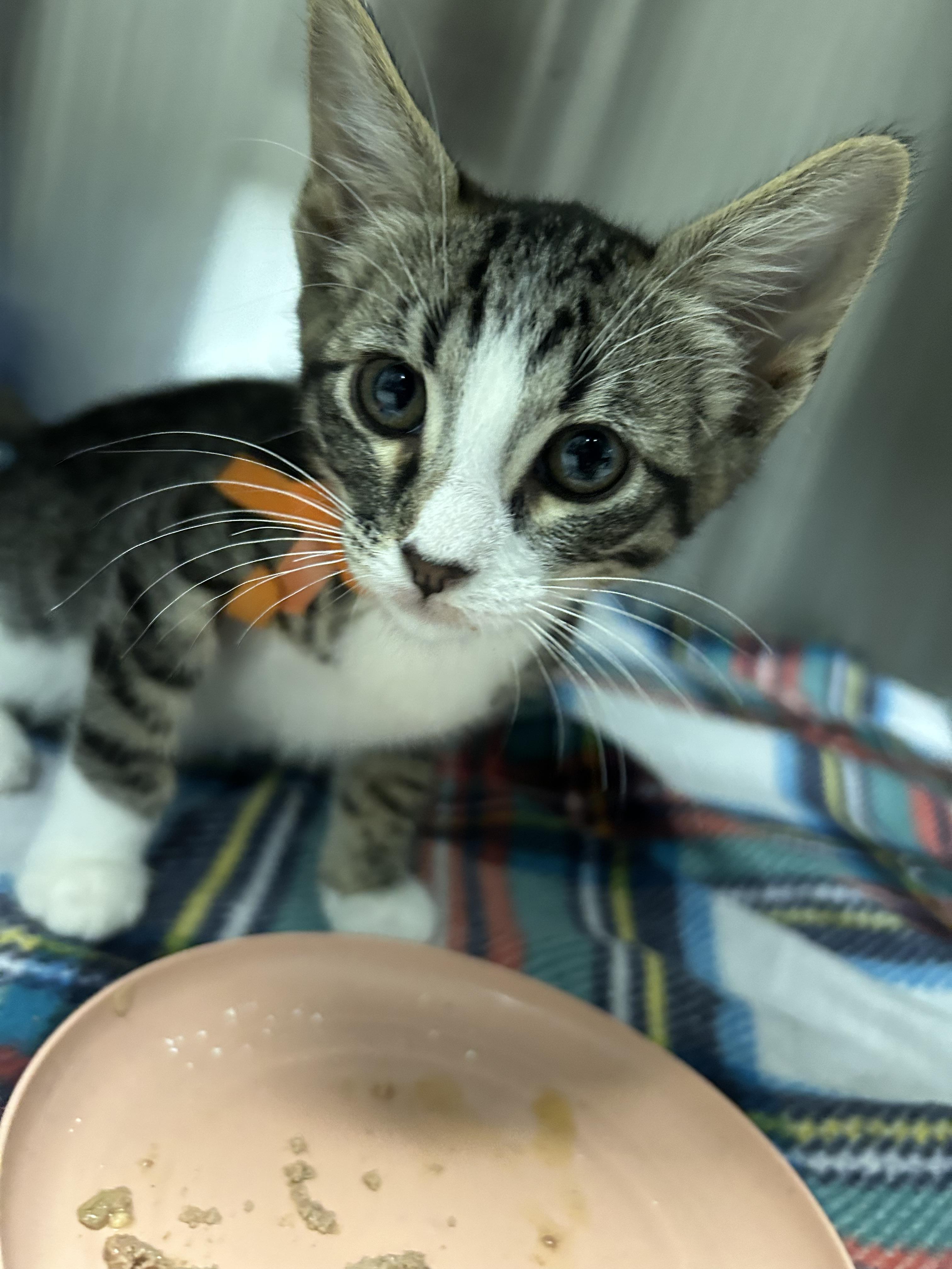 Han, Adoptable, Kitten Male Domestic Short Hair.