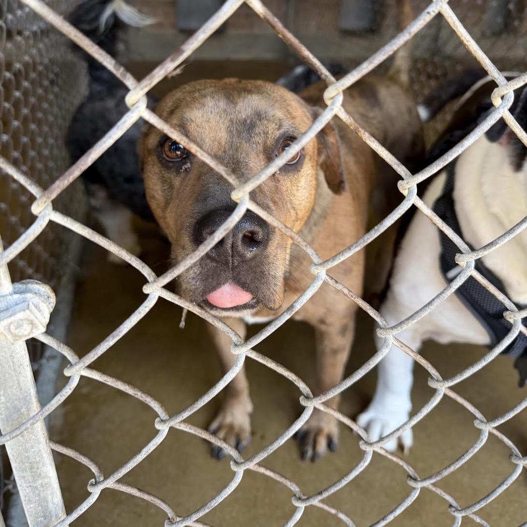 Winnie Bug, Adoptable, Adult Female Catahoula Leopard Dog.