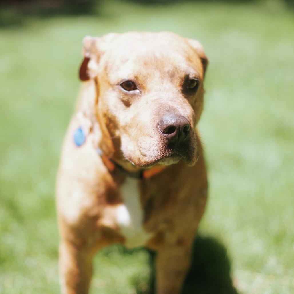 Enlarge Winnie Bug, a Adoptable Catahoula Leopard Dog in Northbrook, IL image 2/3