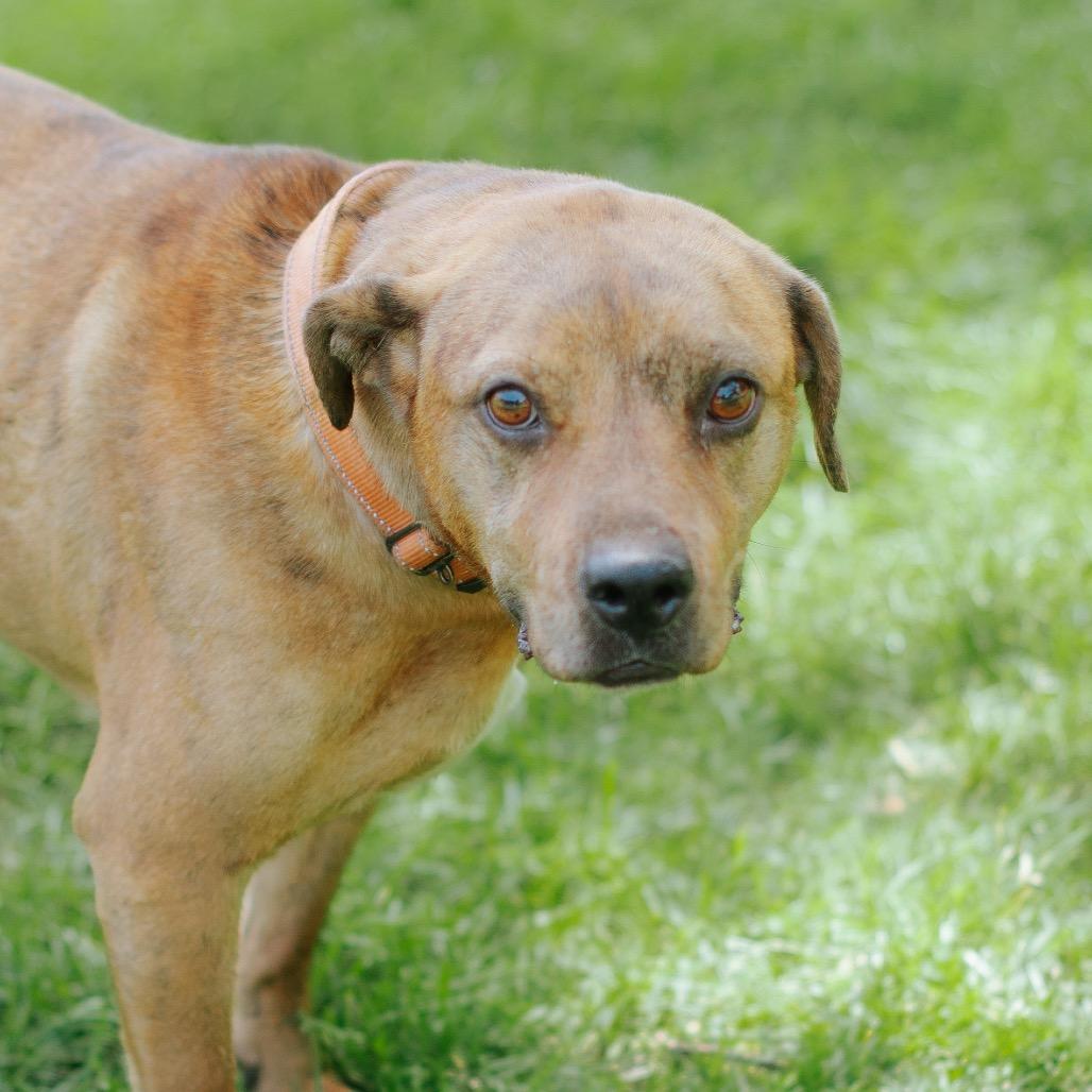 Enlarge Winnie Bug, a Adoptable Catahoula Leopard Dog in Northbrook, IL image 3/3