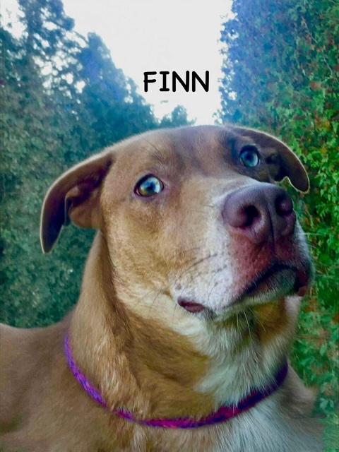 Finn thumbnail 3