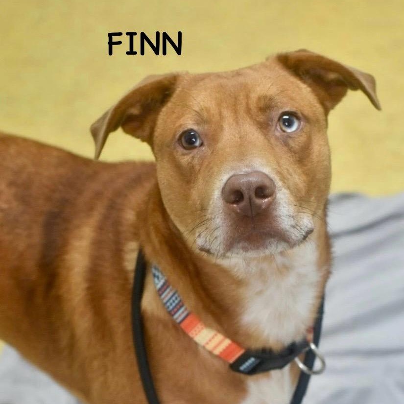 Finn photo 1