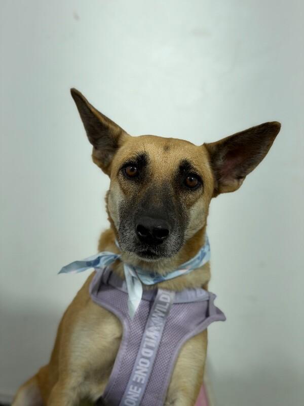 Enlarge Priscilla-One of our Amazing Rescue Dogs, a Adoptable mixed breed in San Marcos, CA image 1/1