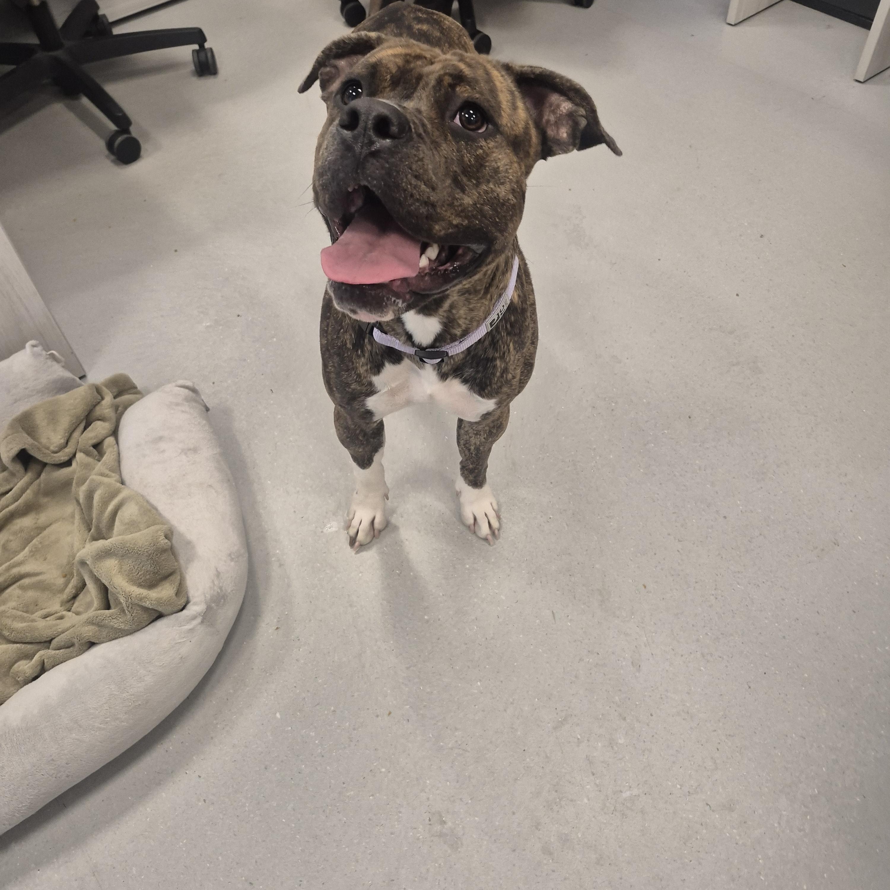 Lily, a ADOPTABLE mixed breed in New Westminster, BC image 2/2