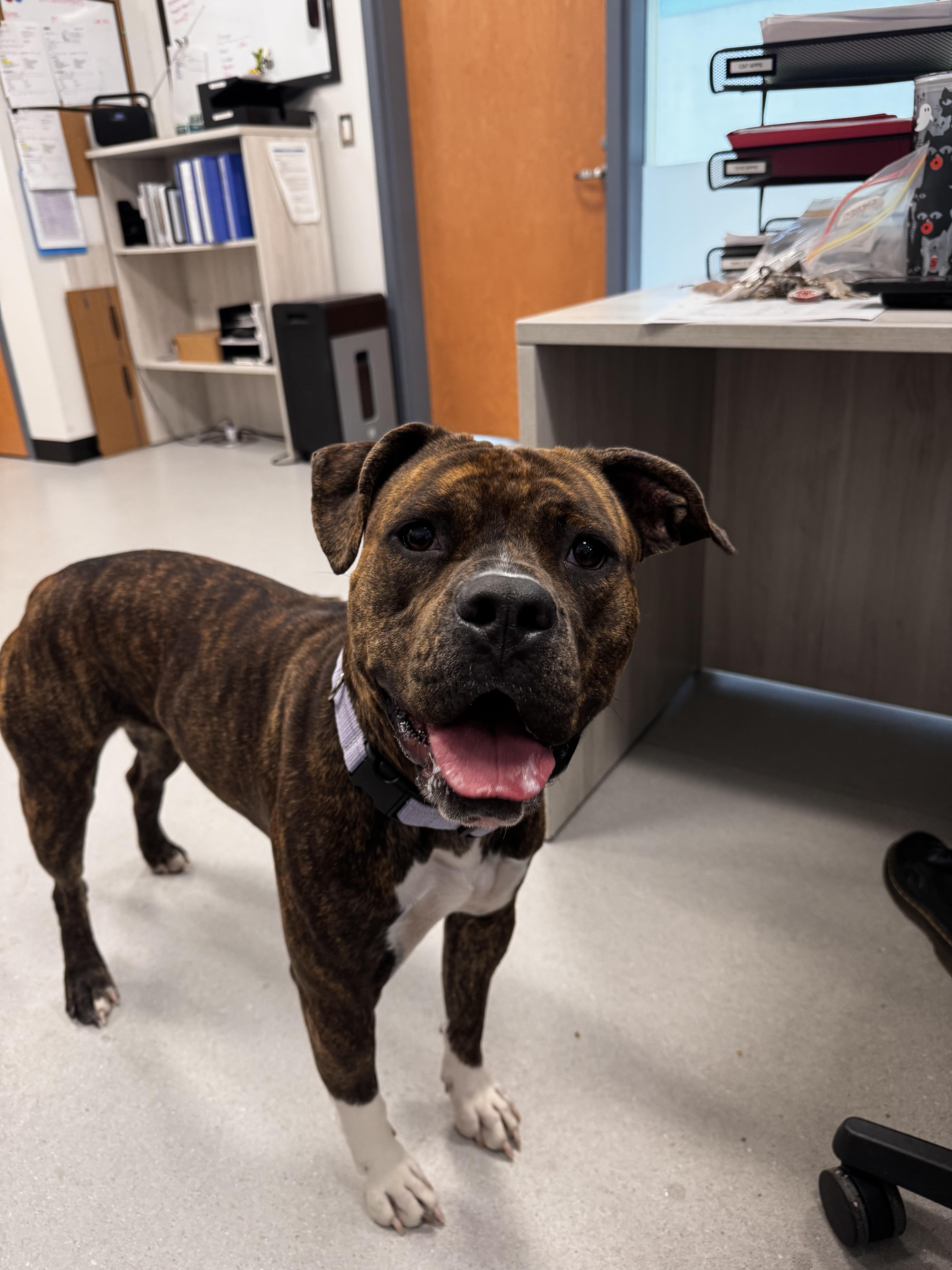 Lily, ADOPTABLE, Young Female Mastiff.