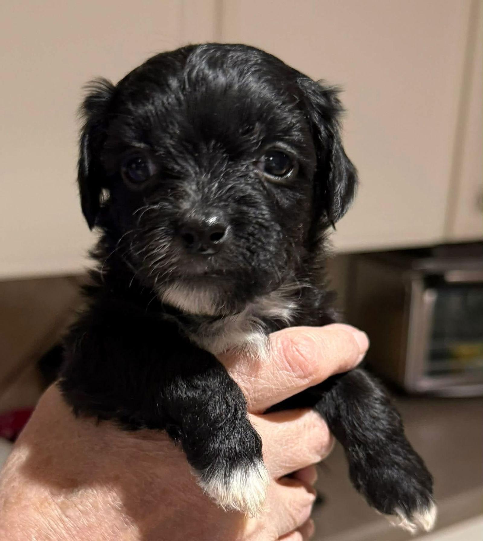 Enlarge Shamrock, a Adopted Shih Tzu in New London, WI image 1/1