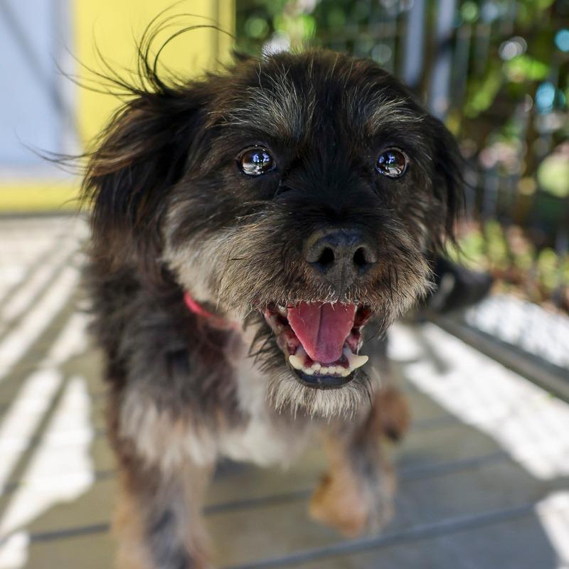 Beans, Adoptable, Adult Male Shih Tzu & Mixed Breed.