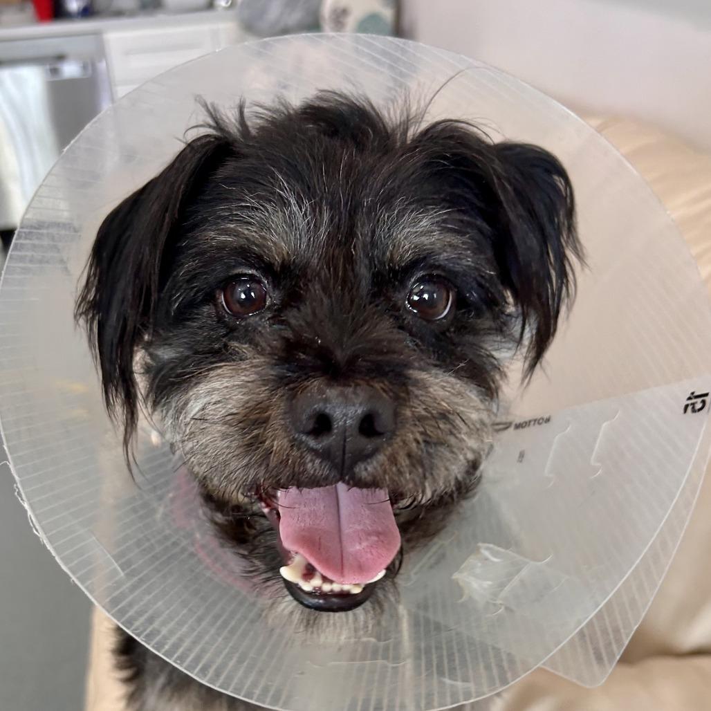 Enlarge Beans, a Adoptable mixed breed in Bradenton, FL image 2/2