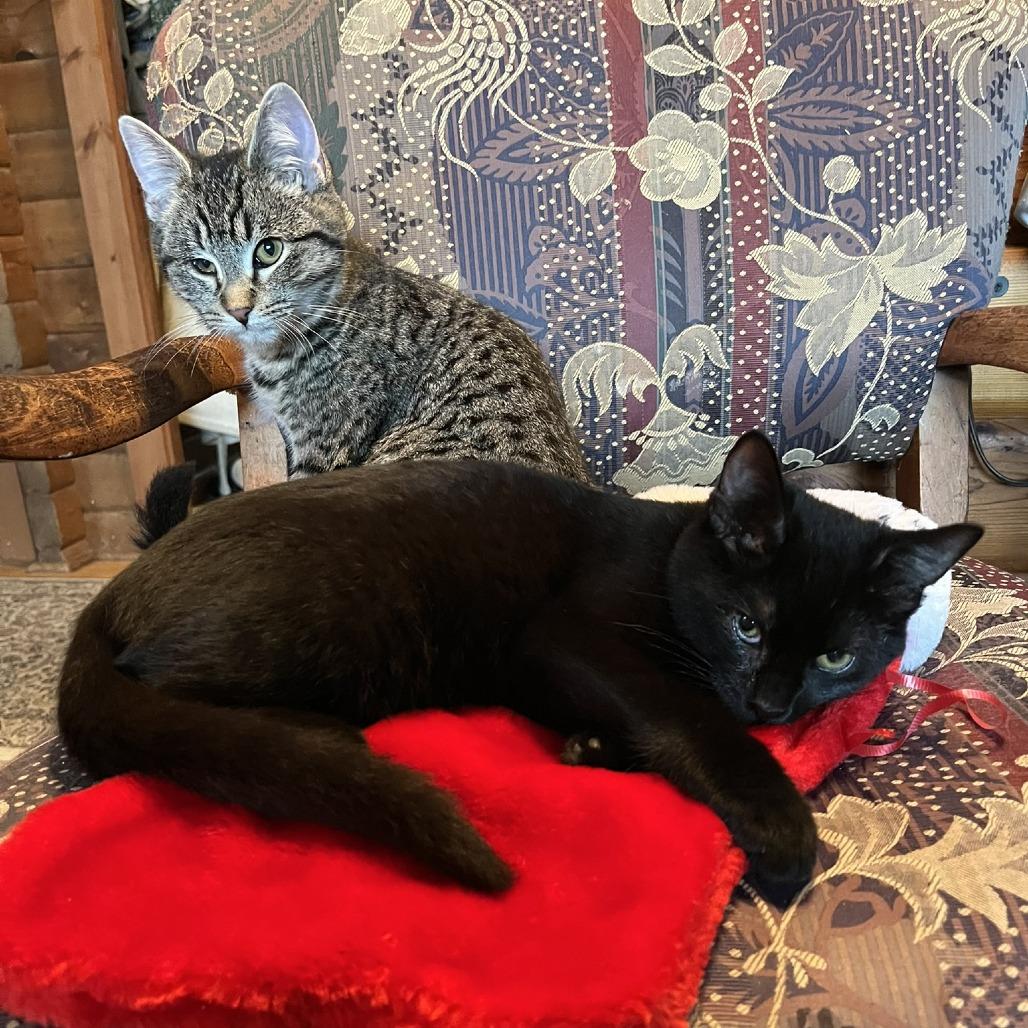 Enlarge Holly, a Adoptable Domestic Short Hair in Santa Rosa, CA image 1/6