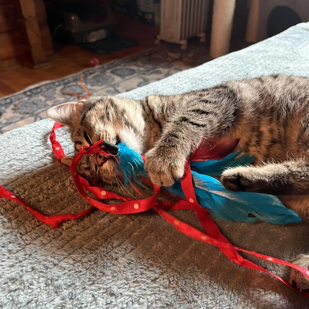 Enlarge Holly, a Adoptable Domestic Short Hair in Santa Rosa, CA image 2/6