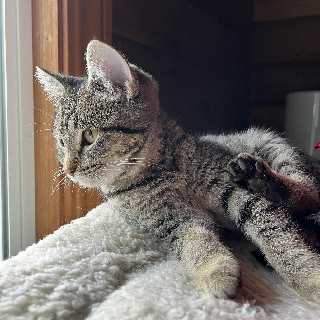 Enlarge Holly, a Adoptable Domestic Short Hair in Santa Rosa, CA image 3/6