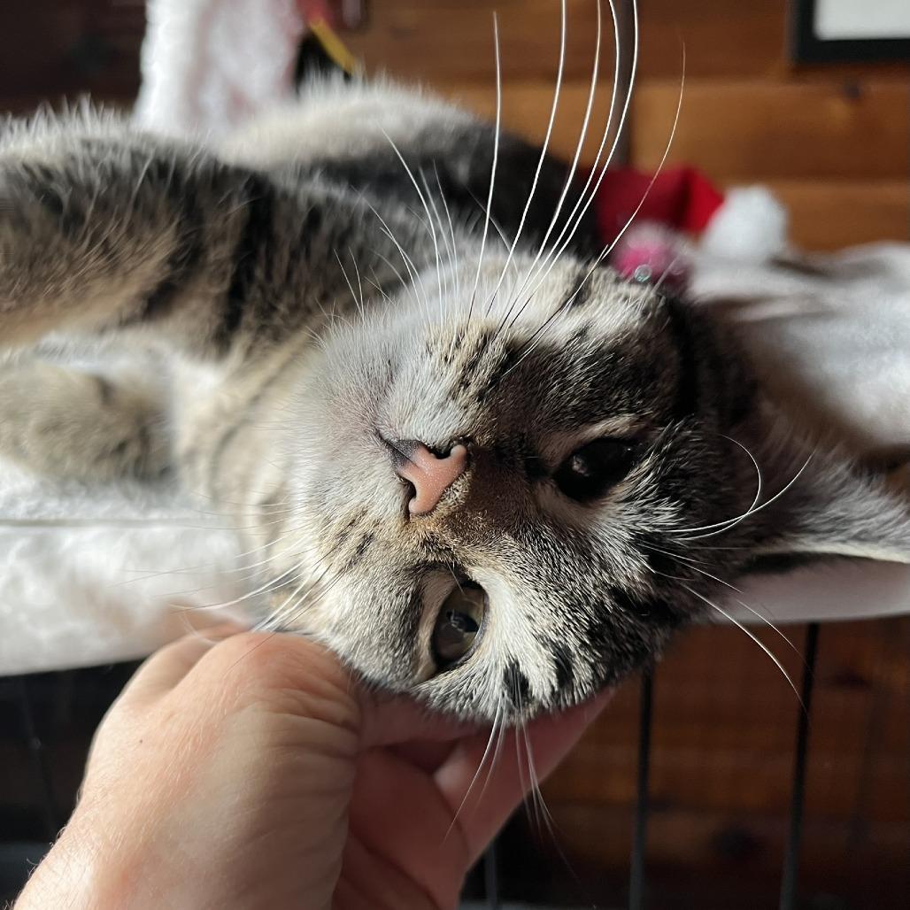 Enlarge Holly, a Adoptable Domestic Short Hair in Santa Rosa, CA image 4/6