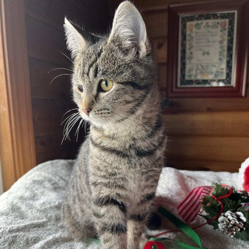 Enlarge Holly, a Adoptable Domestic Short Hair in Santa Rosa, CA image 5/6