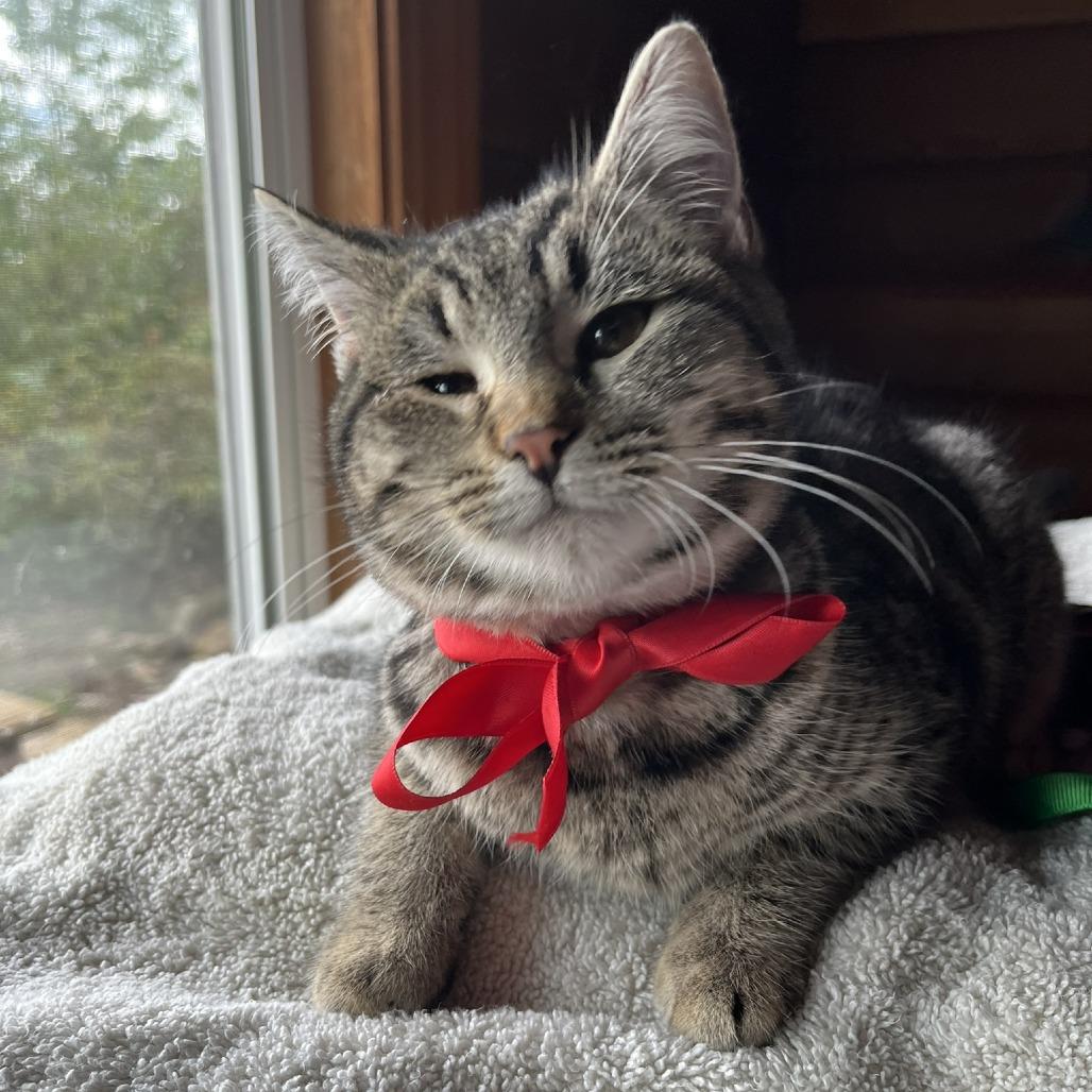 Enlarge Holly, a Adoptable Domestic Short Hair in Santa Rosa, CA image 6/6