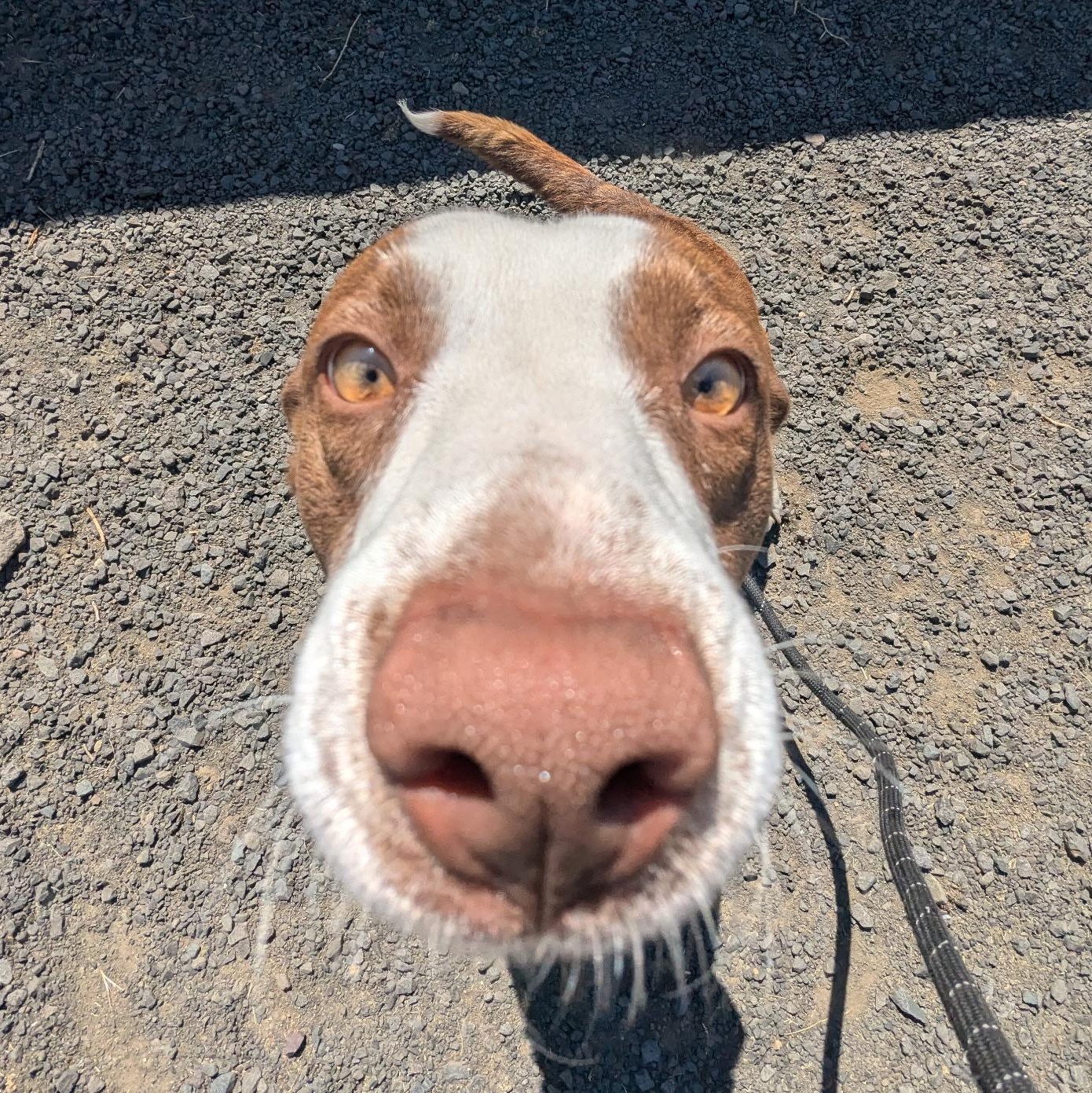 Sissy, an adoptable Mixed Breed in The Dalles, OR, 97058 | Photo Image 5