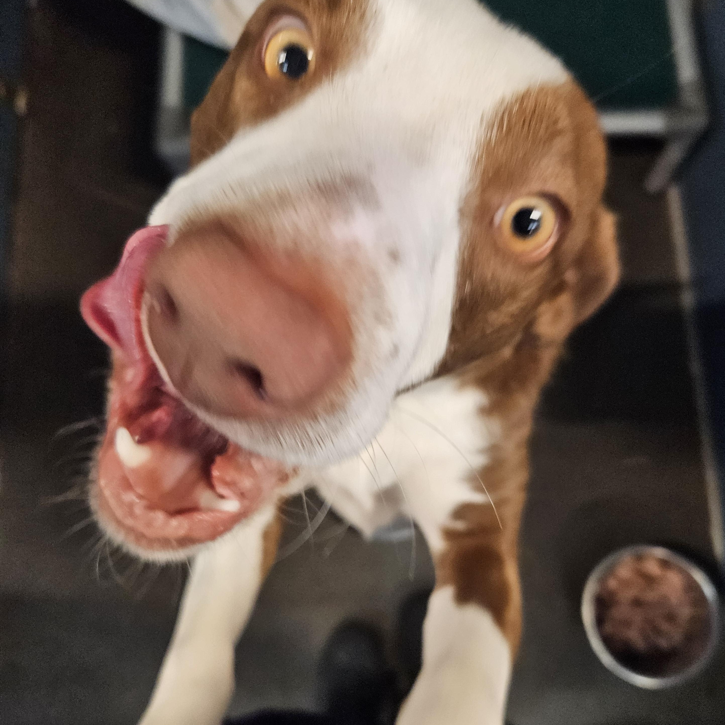 Sissy, an adoptable Mixed Breed in The Dalles, OR, 97058 | Photo Image 4