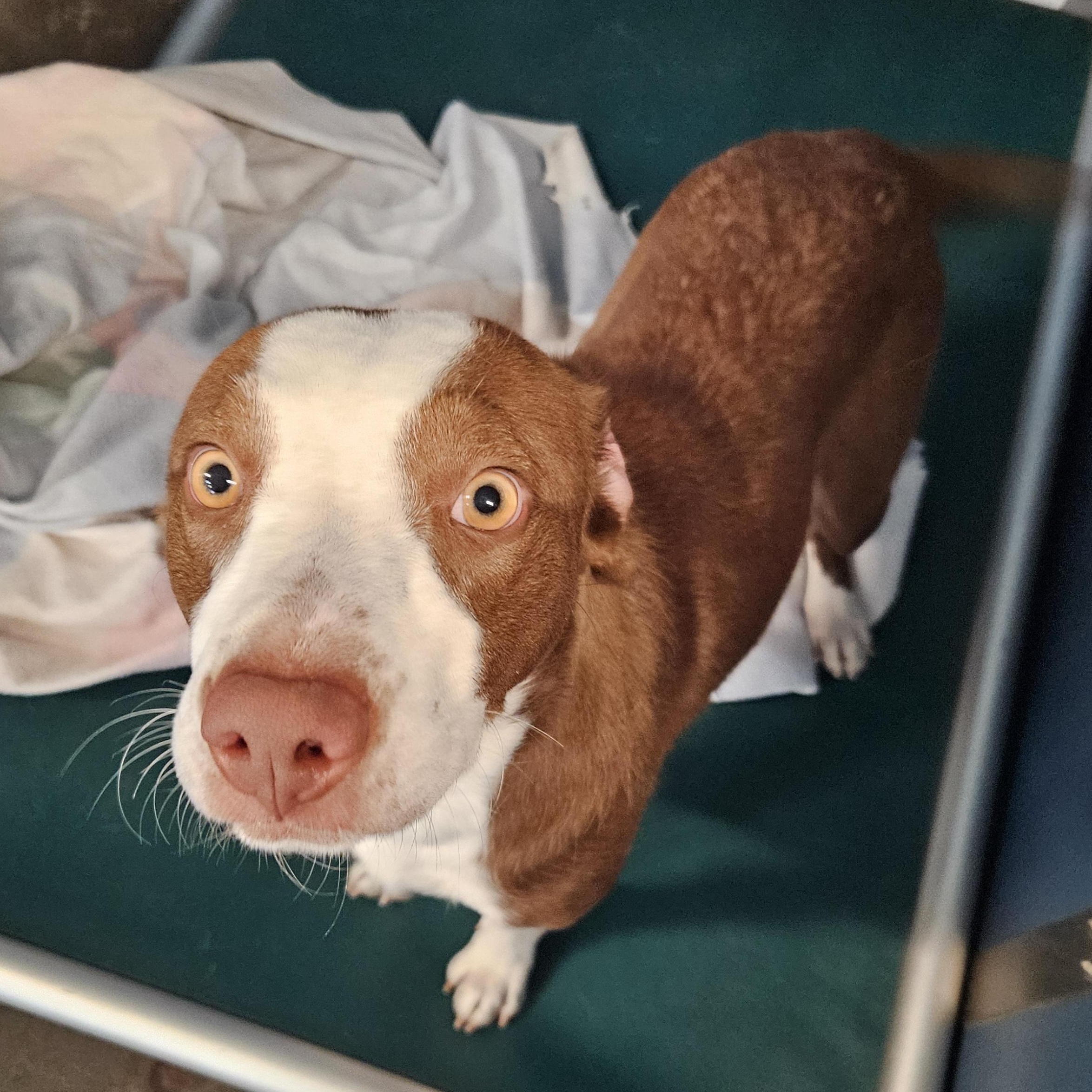 Sissy, an adoptable Mixed Breed in The Dalles, OR, 97058 | Photo Image 1
