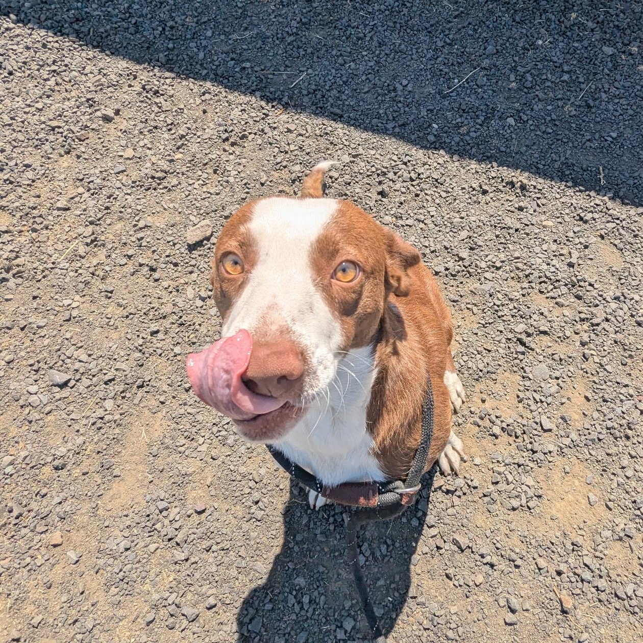 Sissy, an adoptable Mixed Breed in The Dalles, OR, 97058 | Photo Image 2