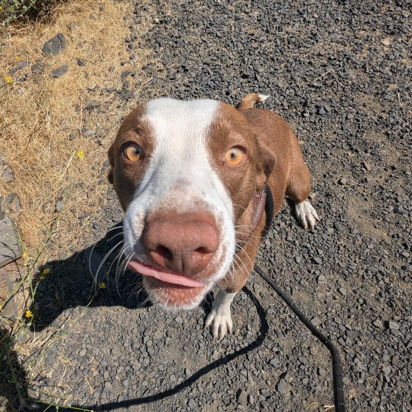 Sissy, an adoptable Mixed Breed in The Dalles, OR, 97058 | Photo Image 3