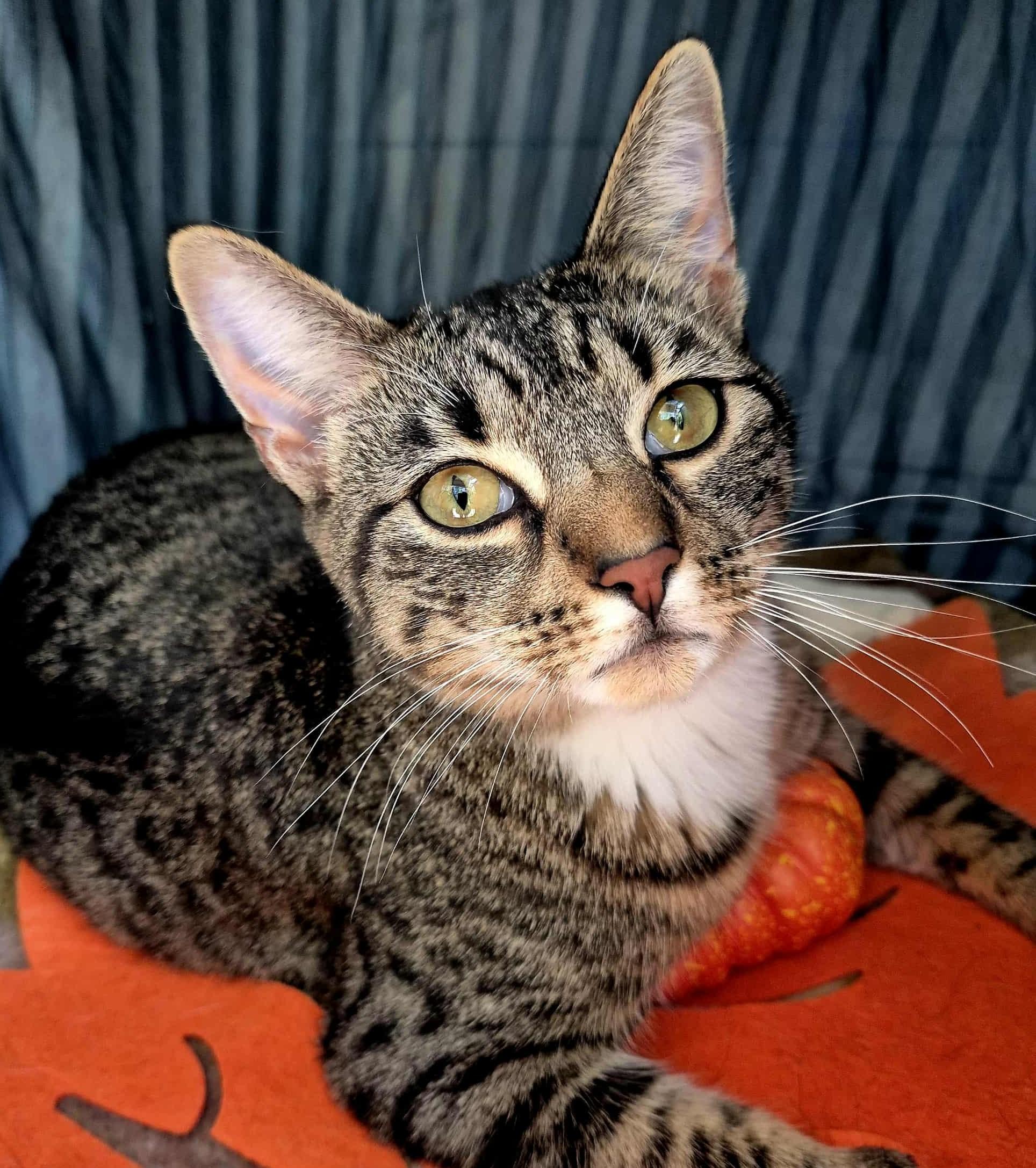 Athena, Adoptable, Young Female Domestic Short Hair.
