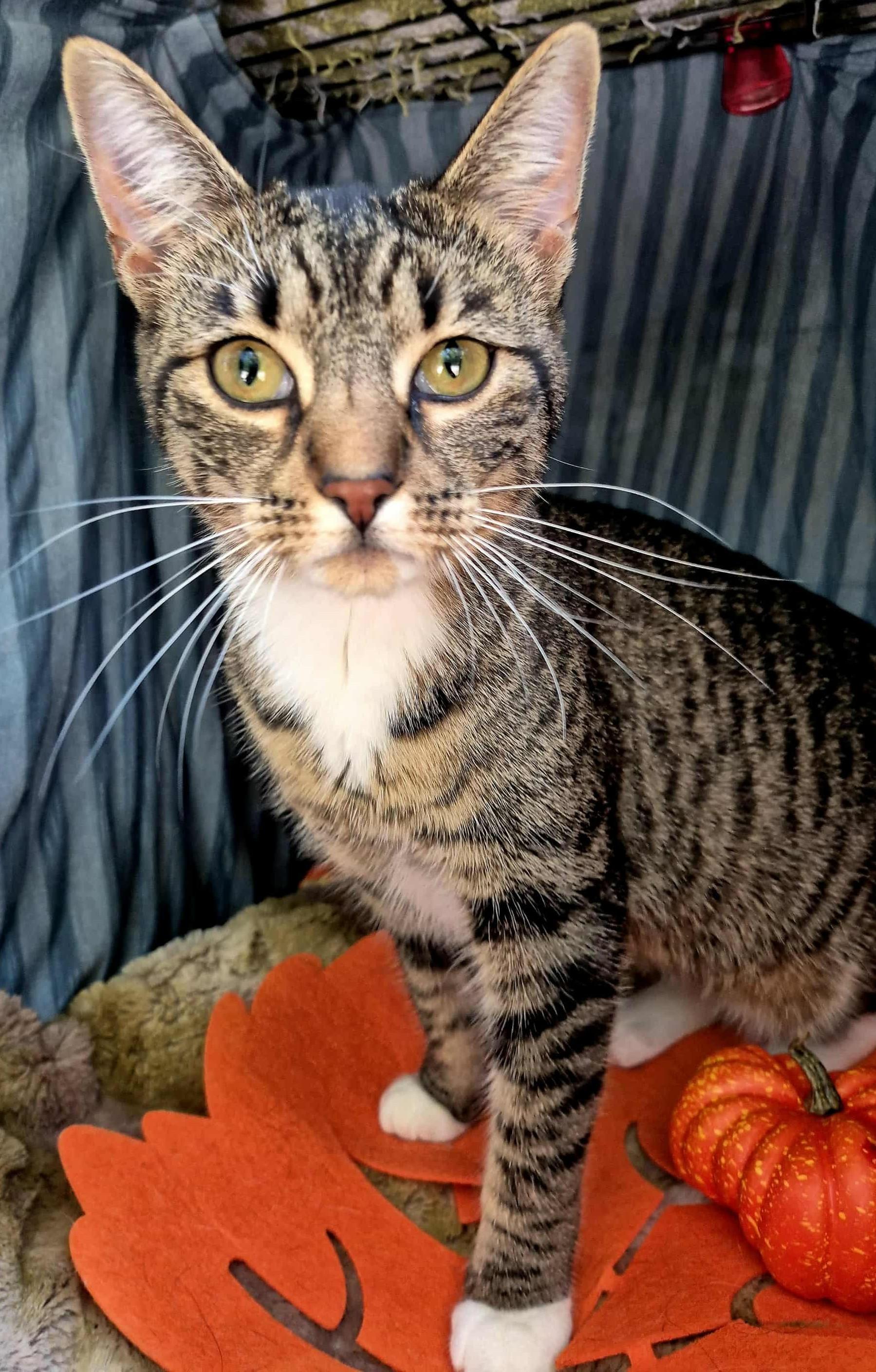 Enlarge Athena, a Adoptable Domestic Short Hair in Ocean Springs, MS image 3/5