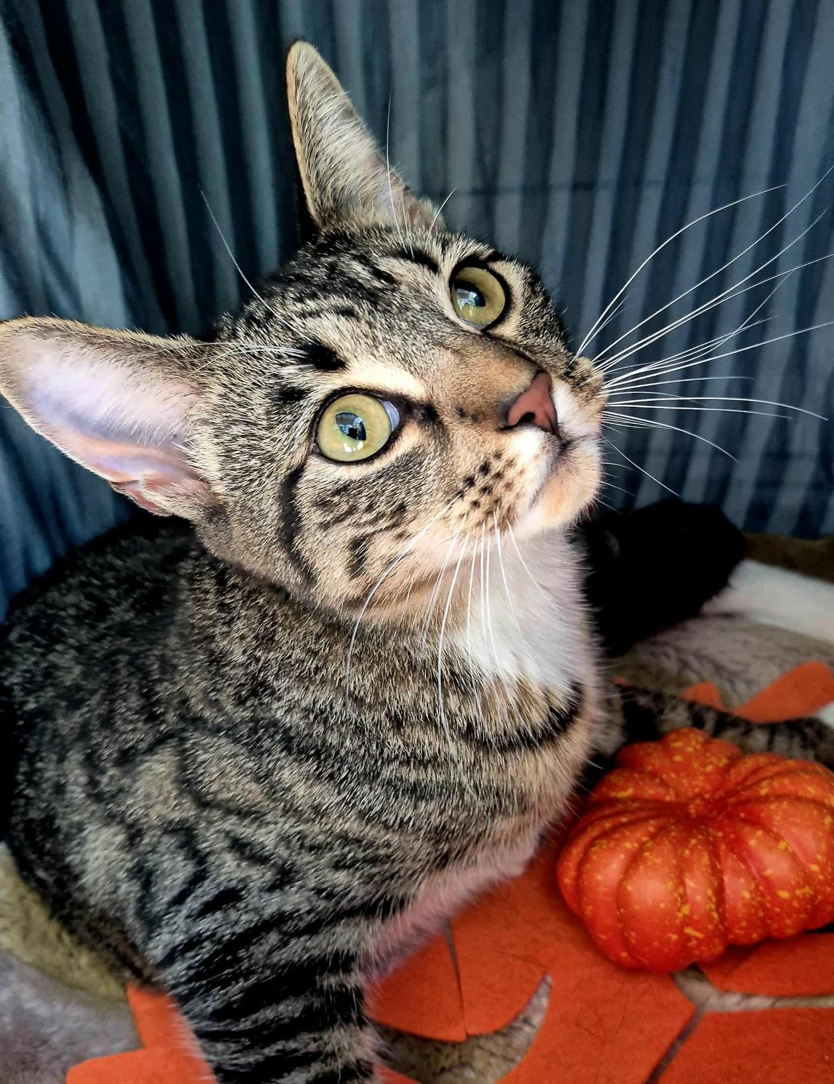Athena, Adoptable, Young Female Domestic Short Hair.