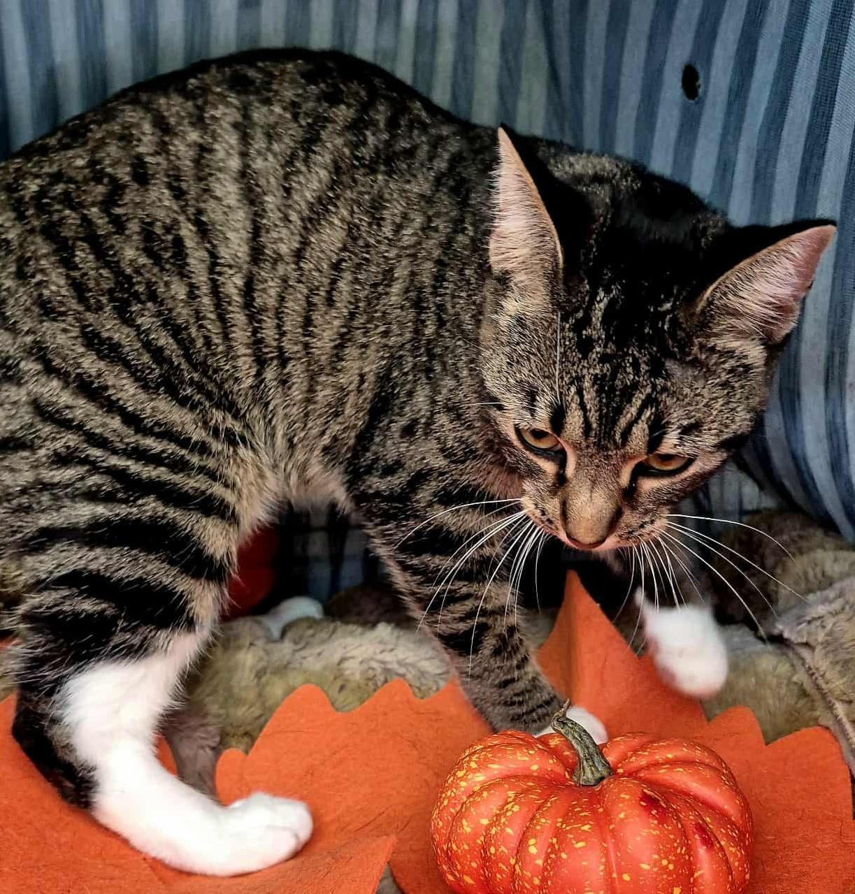 Enlarge Athena, a Adoptable Domestic Short Hair in Ocean Springs, MS image 5/5