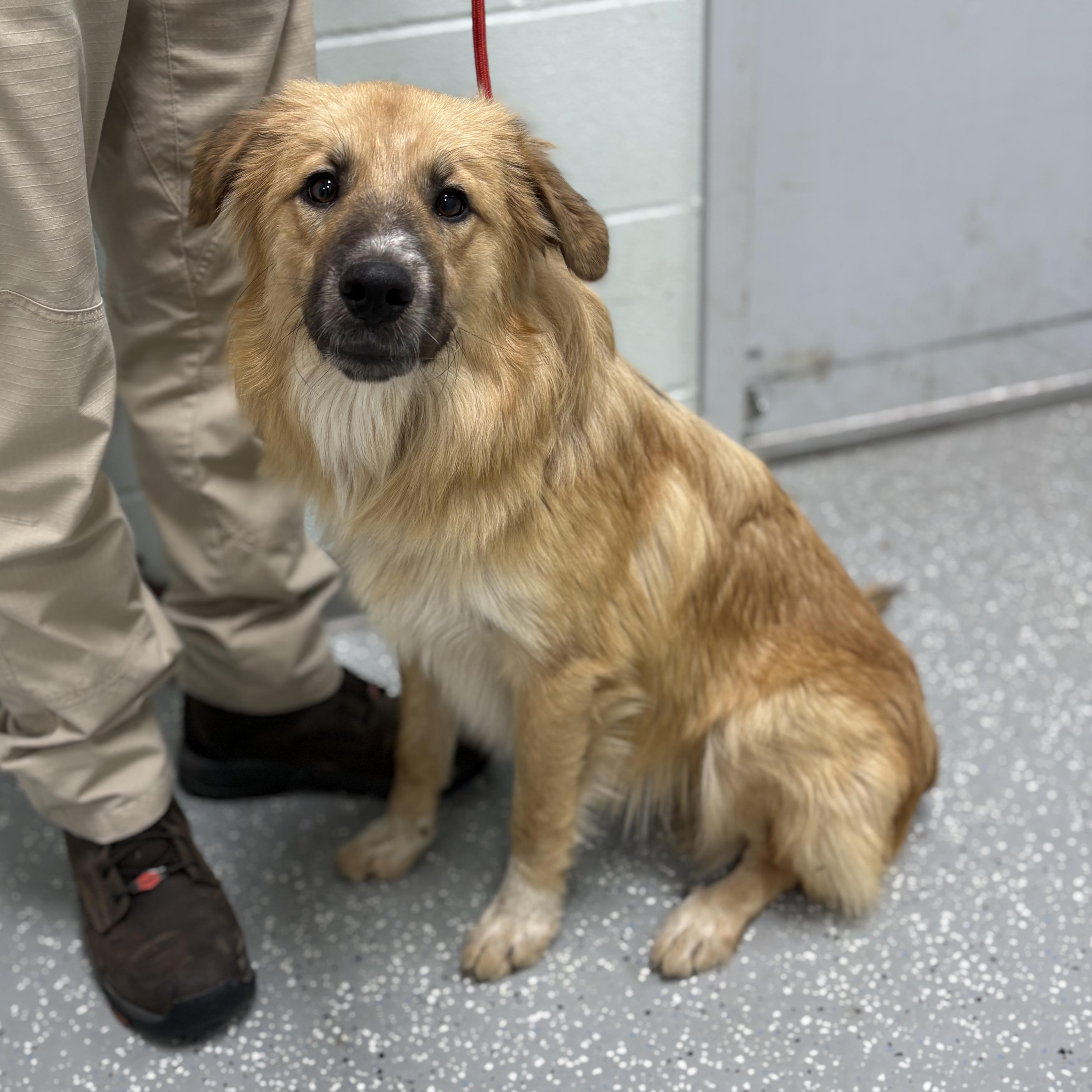 Enlarge Luke, a ADOPTABLE mixed breed in Bardstown, KY image 4/4
