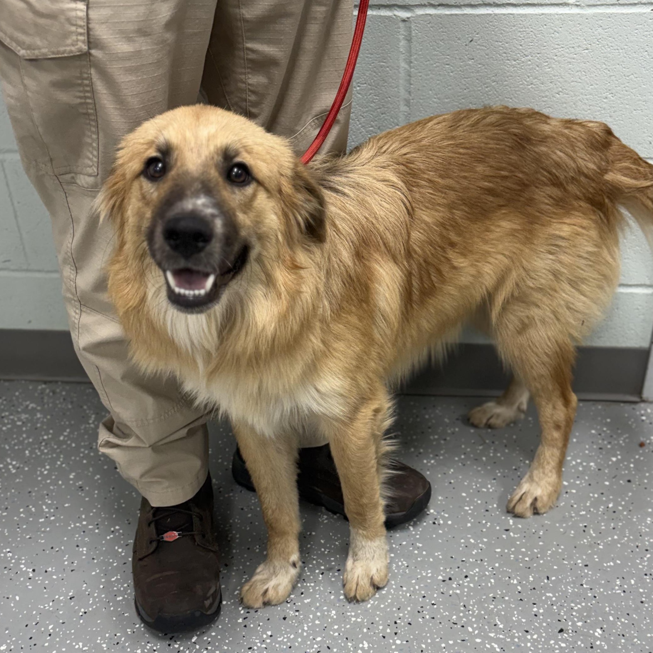 Enlarge Luke, a ADOPTABLE mixed breed in Bardstown, KY image 2/4