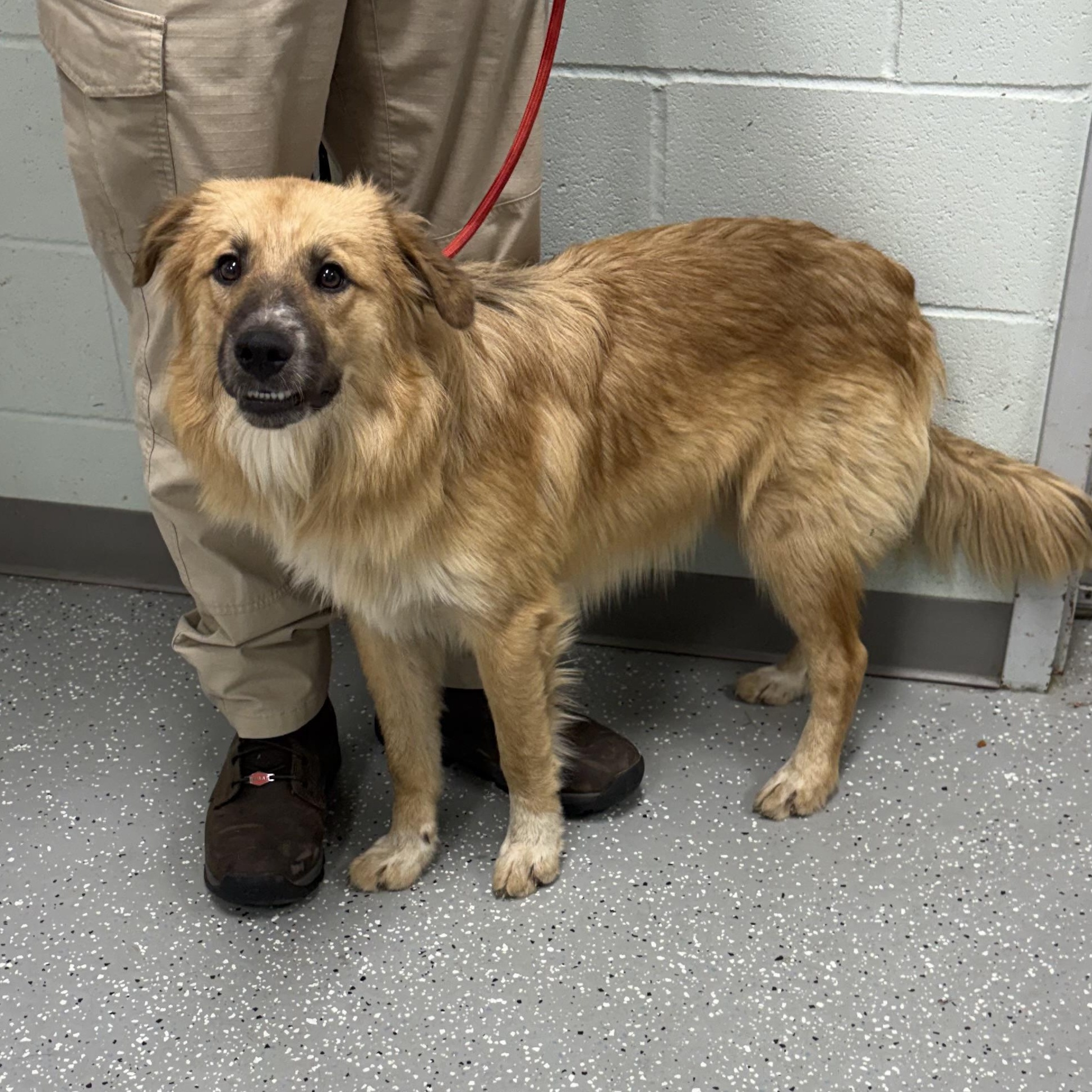 Enlarge Luke, a ADOPTABLE mixed breed in Bardstown, KY image 3/4