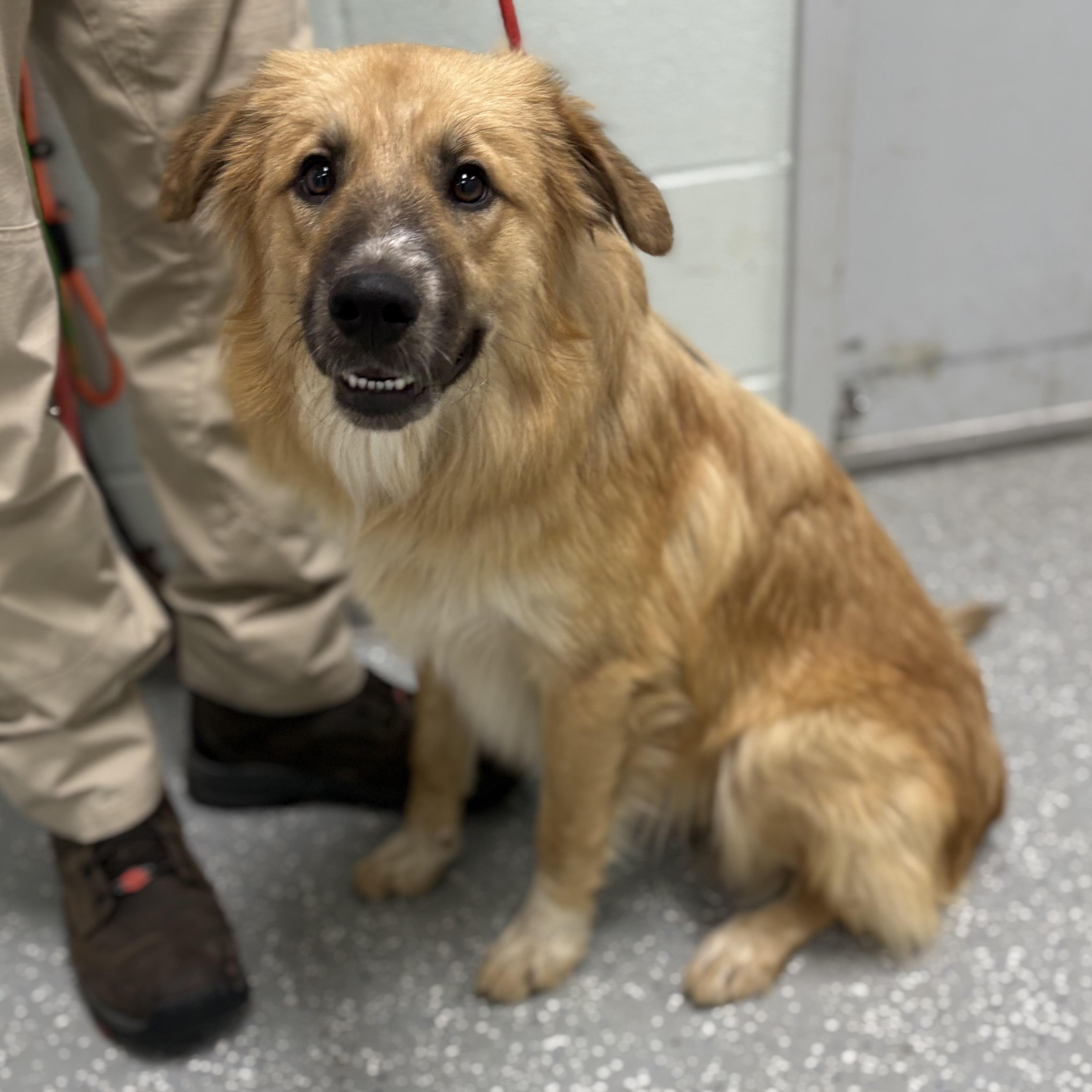 Luke, ADOPTABLE, Puppy Male Australian Shepherd.