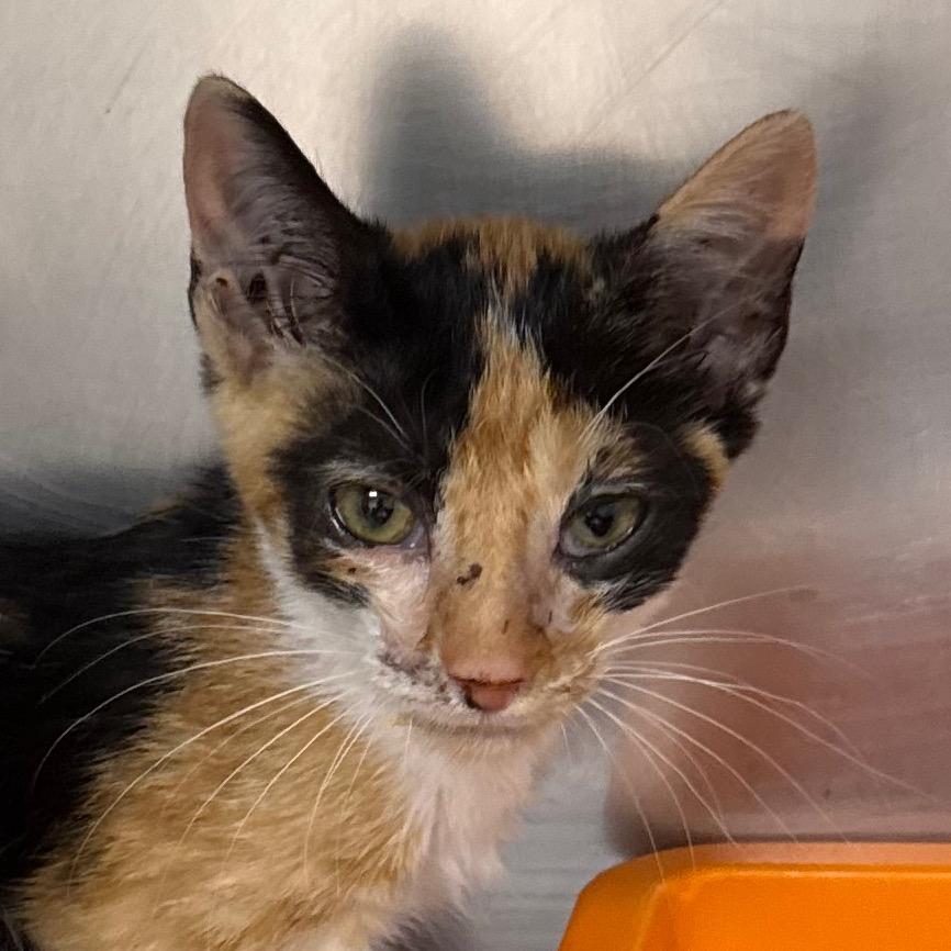 Enlarge Sarah, a Adoptable Domestic Short Hair in Jacksonville, AR image 1/1