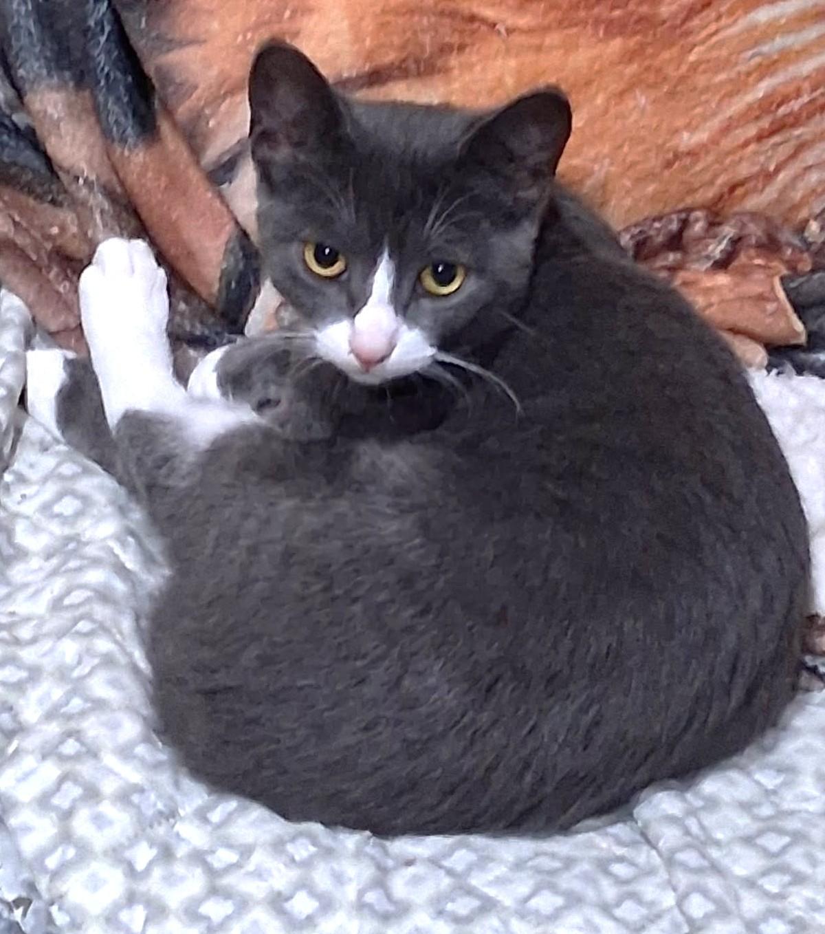 Star, a Adoptable Domestic Short Hair in Stoney Creek, ON image 3/3