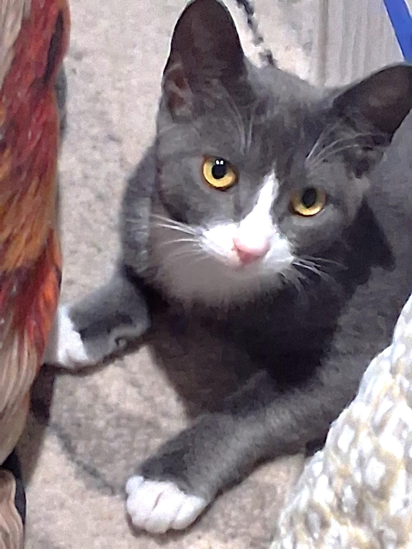 Star, Adoptable, Young Female Domestic Short Hair.