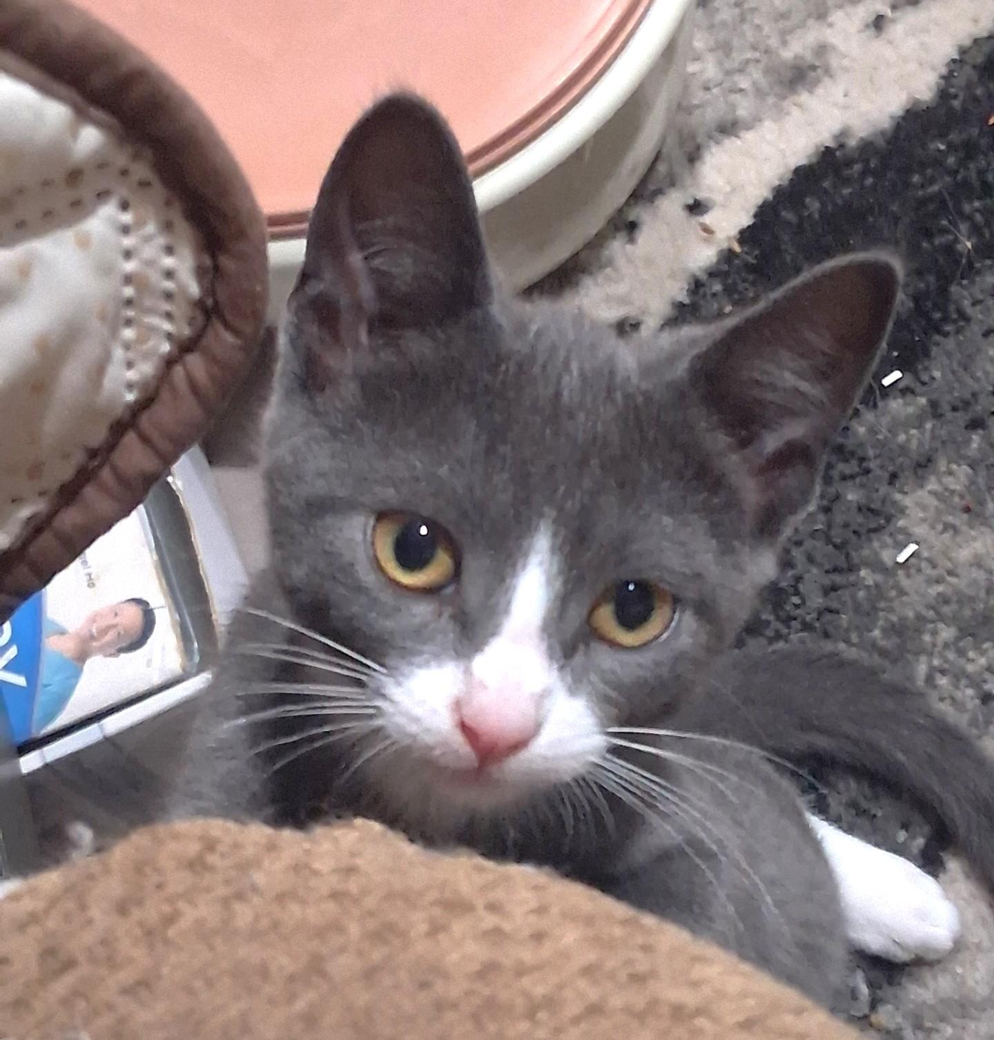 Star, a Adoptable Domestic Short Hair in Stoney Creek, ON image 2/3