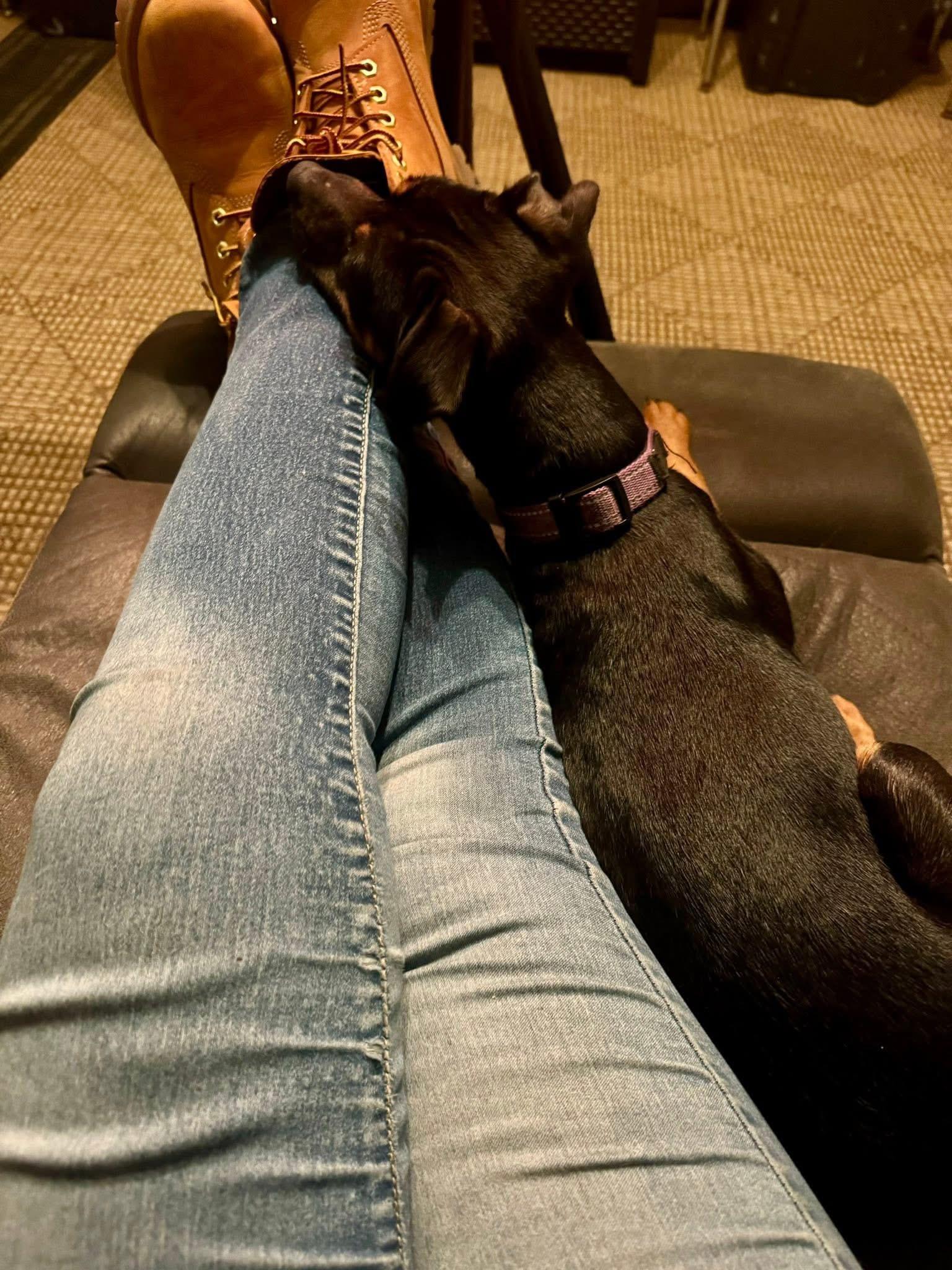 Enlarge Priscilla , a ADOPTABLE mixed breed in Yorktown, VA image 3/5