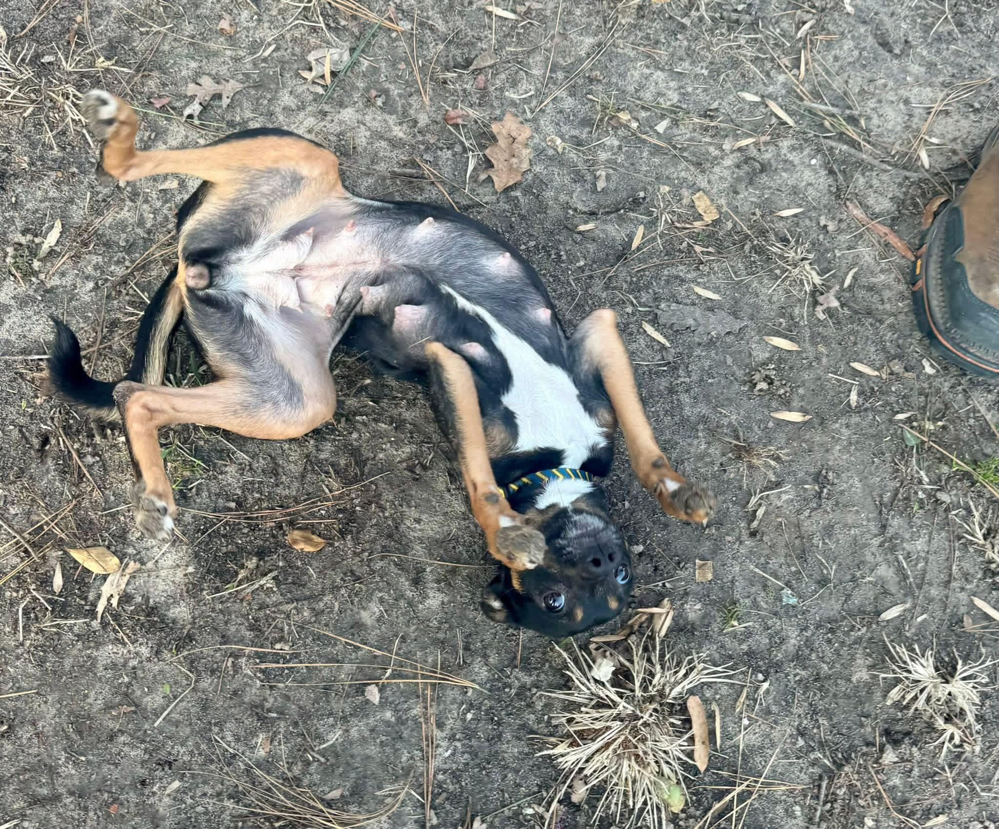 Enlarge Priscilla , a ADOPTABLE mixed breed in Yorktown, VA image 5/5