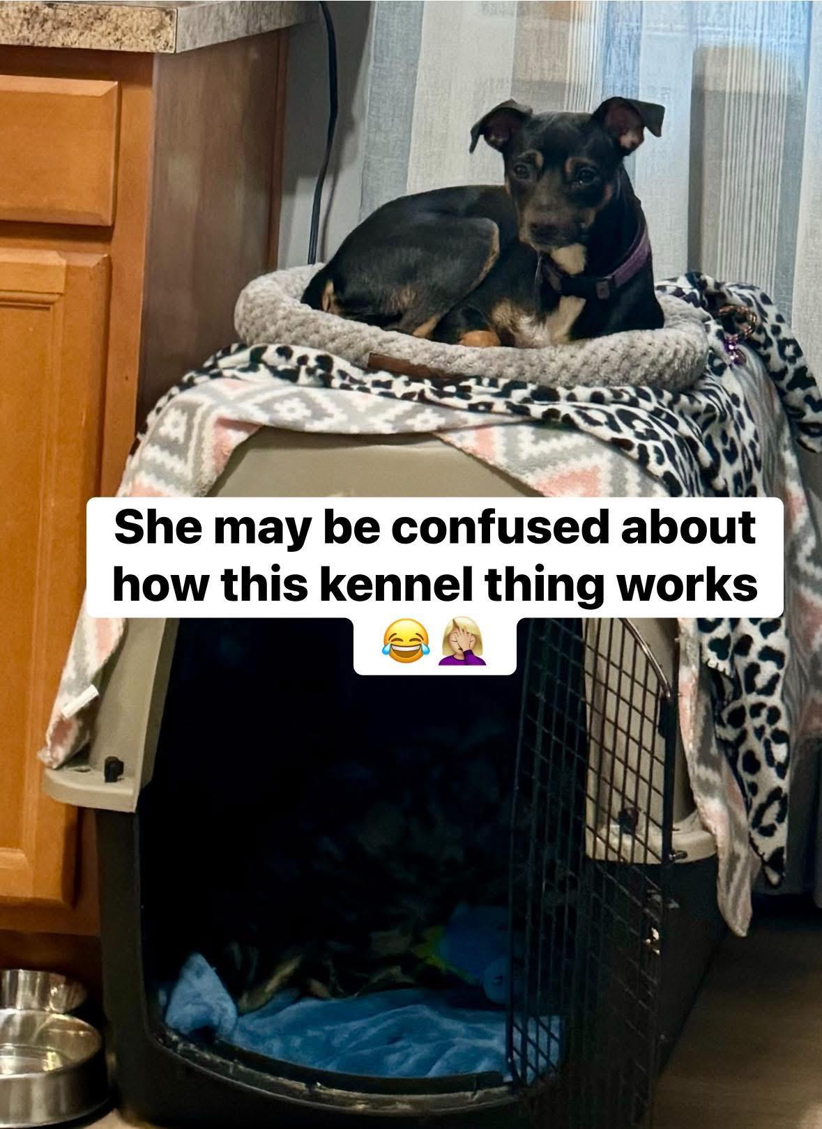 Enlarge Priscilla , a ADOPTABLE mixed breed in Yorktown, VA image 4/5