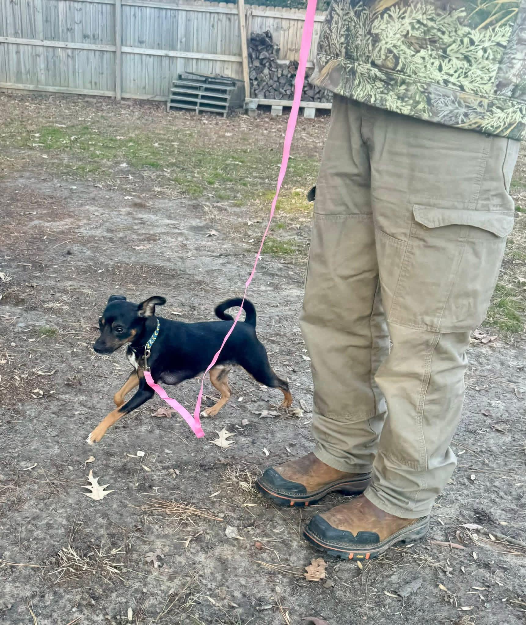 Enlarge Priscilla , a ADOPTABLE mixed breed in Yorktown, VA image 2/5