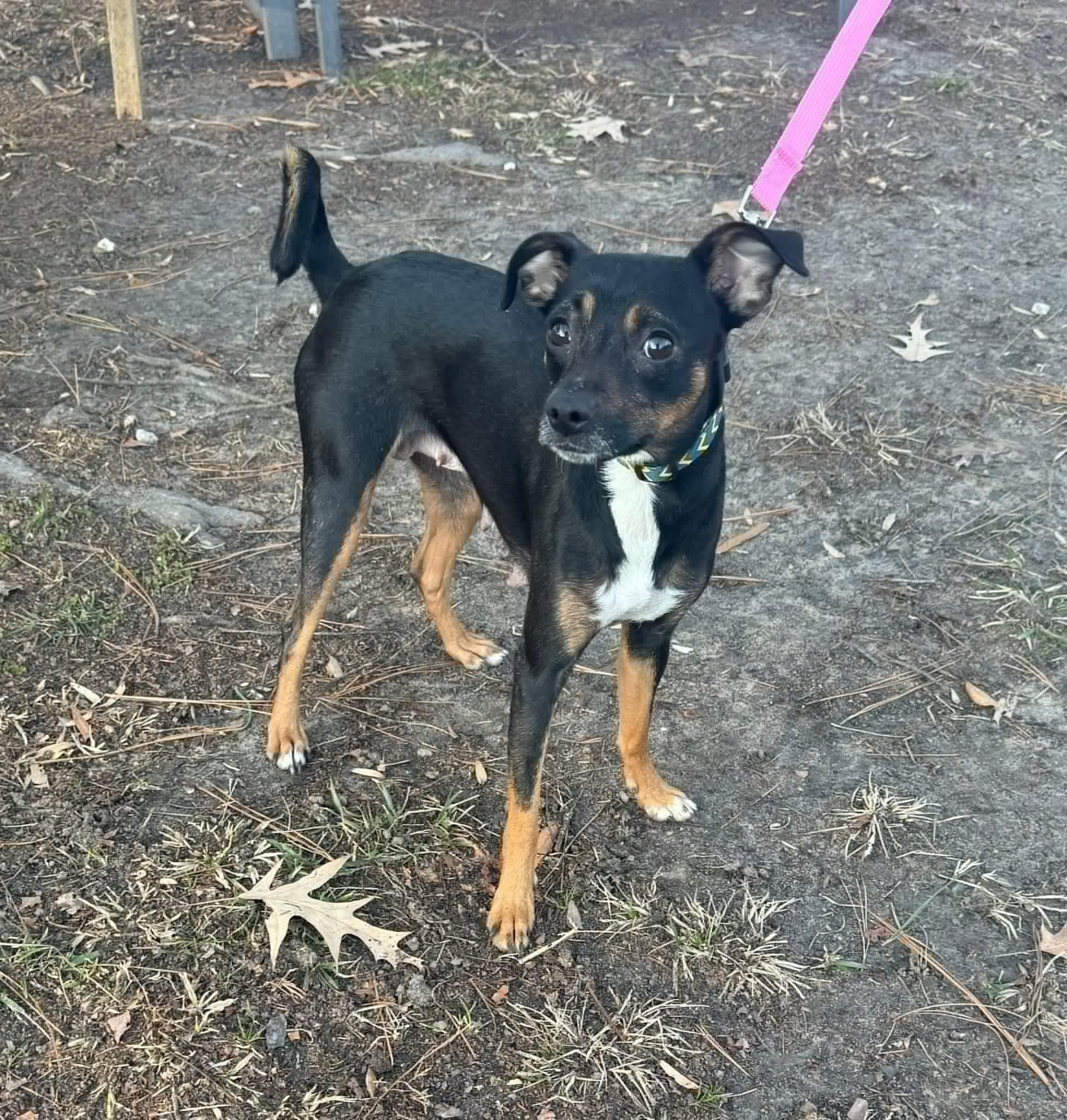 Priscilla , ADOPTABLE, Young Female Chihuahua & Italian Greyhound.
