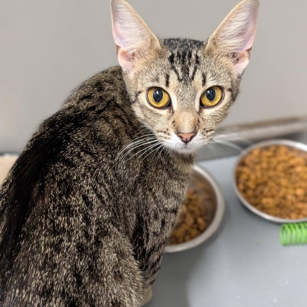 Bloom, Adoptable, Adult Female Domestic Short Hair.