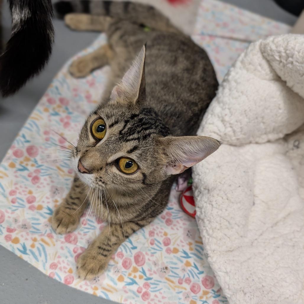 Enlarge Bloom, a Adoptable Domestic Short Hair in Cape Girardeau, MO image 2/2